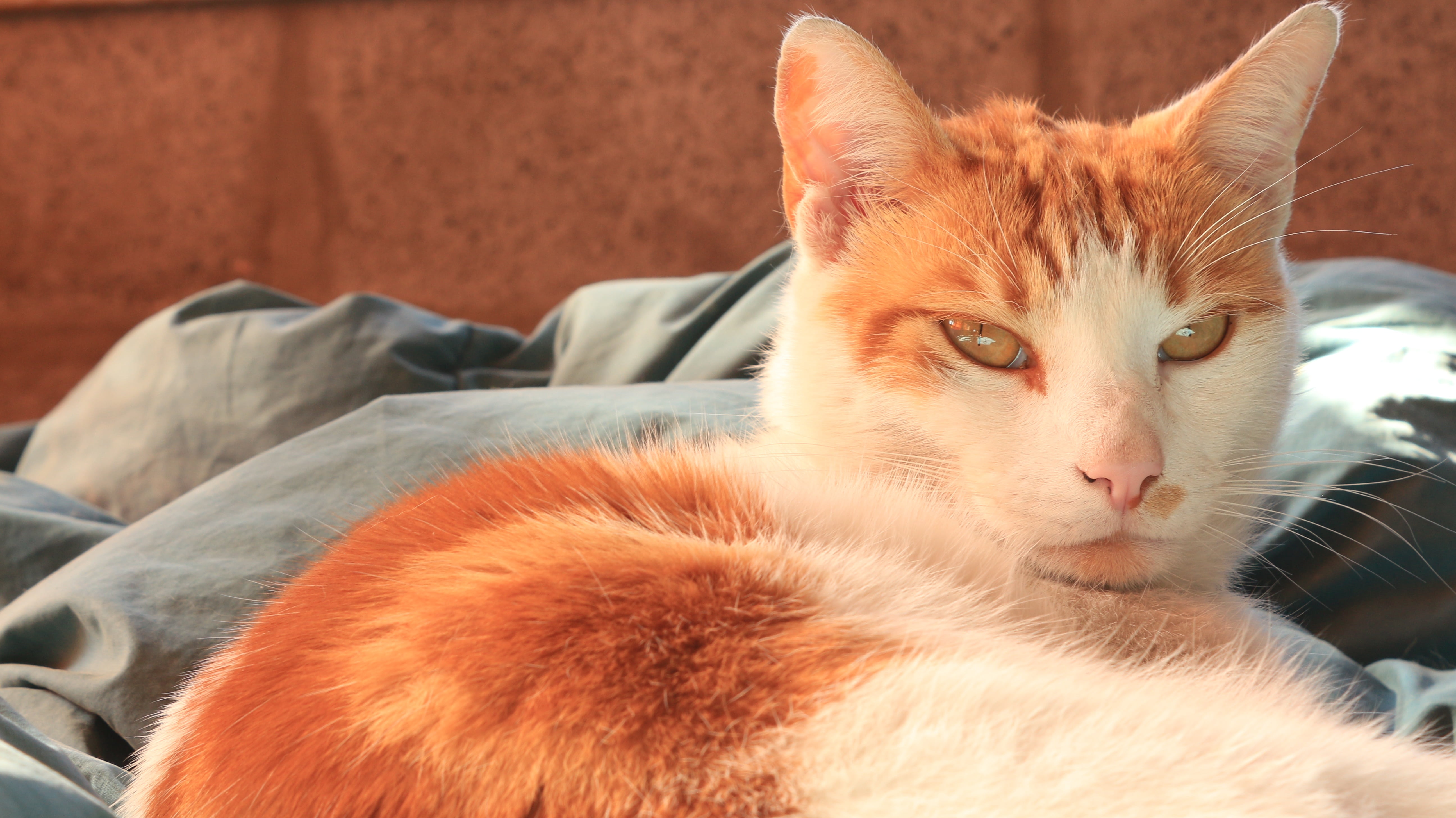 5K, pet, whisker, portrait, relaxation, lying, bed, people, domestic, focus on foreground, siesta, one animal, cat, pets, domestic cat, domestic animals, HD Wallpaper
