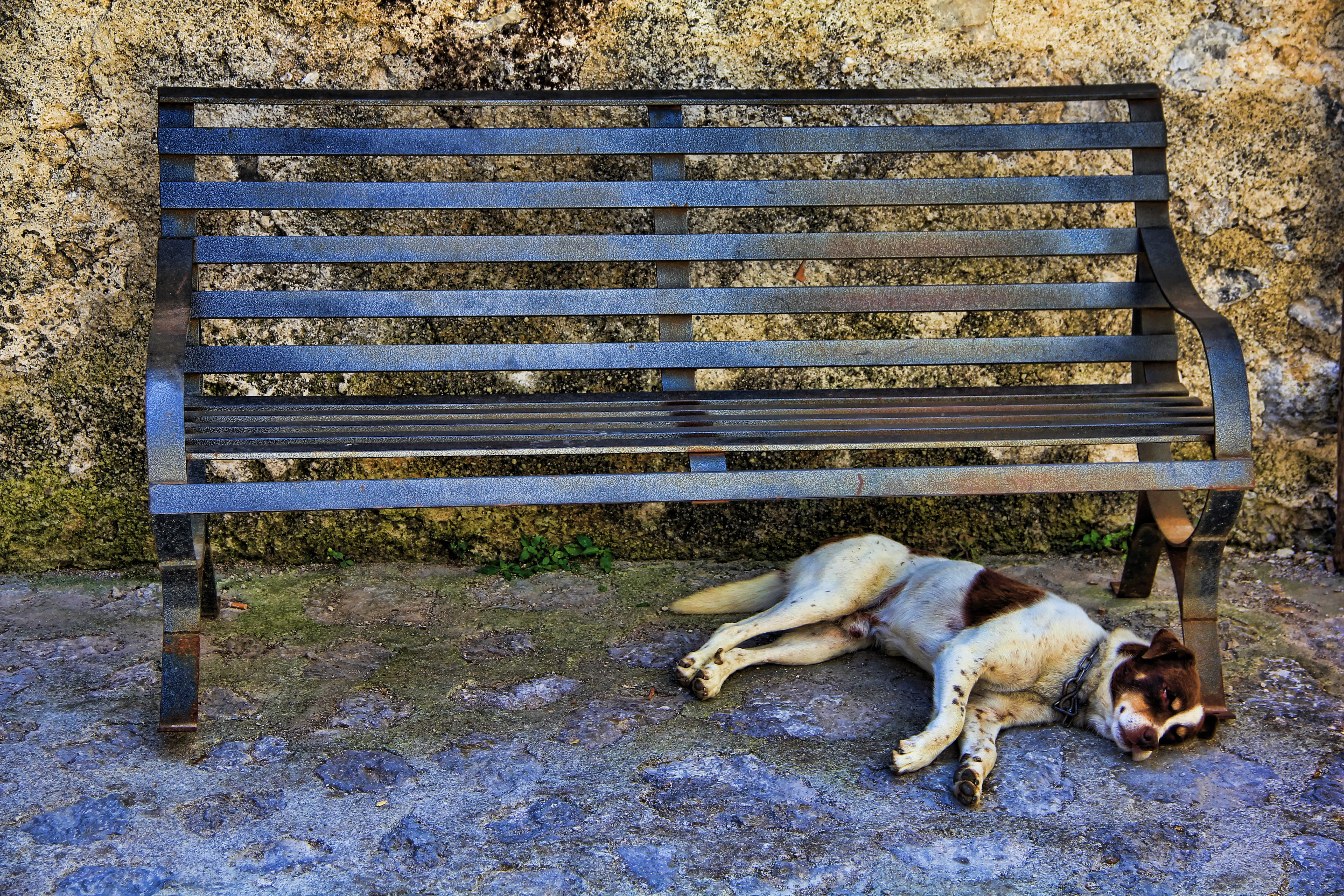 one animal, mammal, relax, canine, vertebrate, seat, bank, brown, domestic animals, resting, bench, siesta, concerns, dog, black and white, animal, lying down, HD Wallpaper