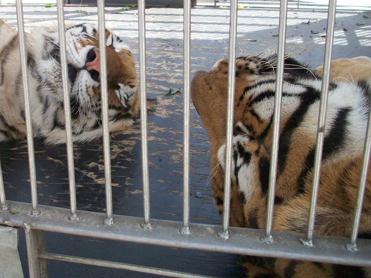 animal, fauna, day, tigers, two animals, siesta, vertebrate, pets, water, mammal, metal, animals in captivity, no people, group of animals, zoo, animal wildlife, HD Wallpaper