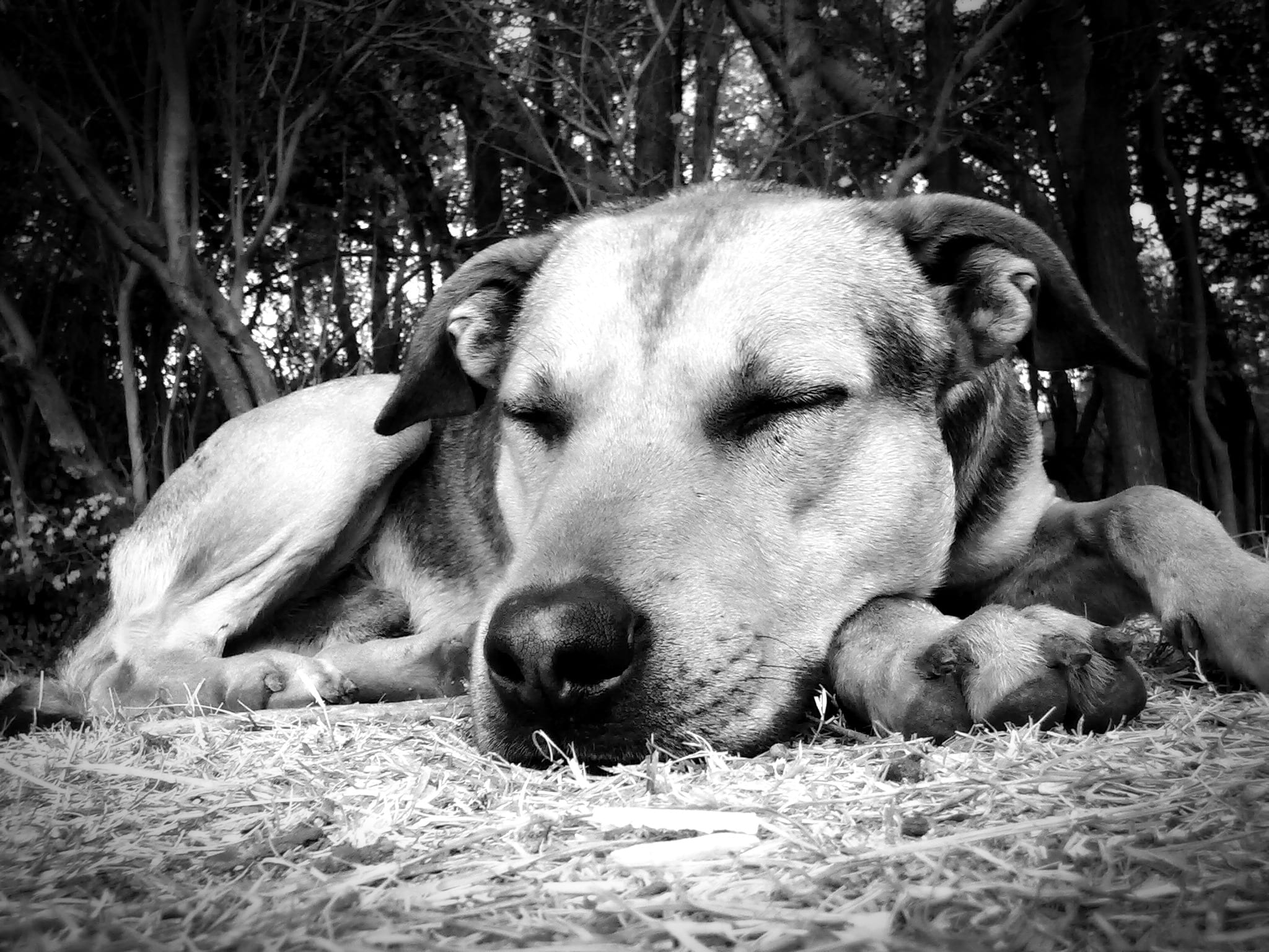 1080P, pets, naps, animal, portrait, animals, looking, dog, siesta, short, nature, grass, plant, pet, no people, one animal, canine, animal themes, domestic, HD Wallpaper
