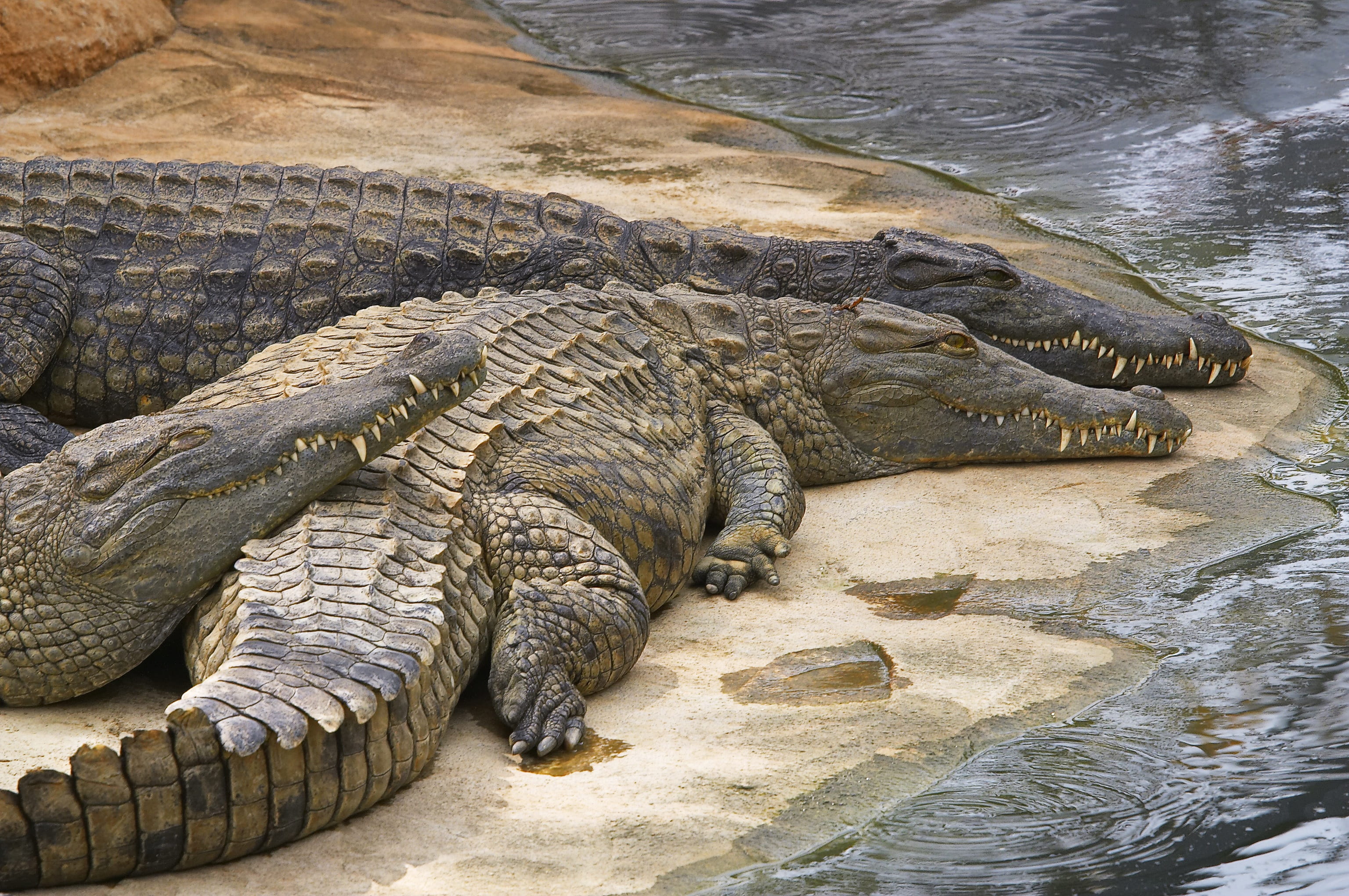 one animal, animal, danger, alligator, warning sign, nature, animal themes, 2K, Siesta, no people, water, relaxation, Zoo, sign, animals in the wild, day, HD Wallpaper
