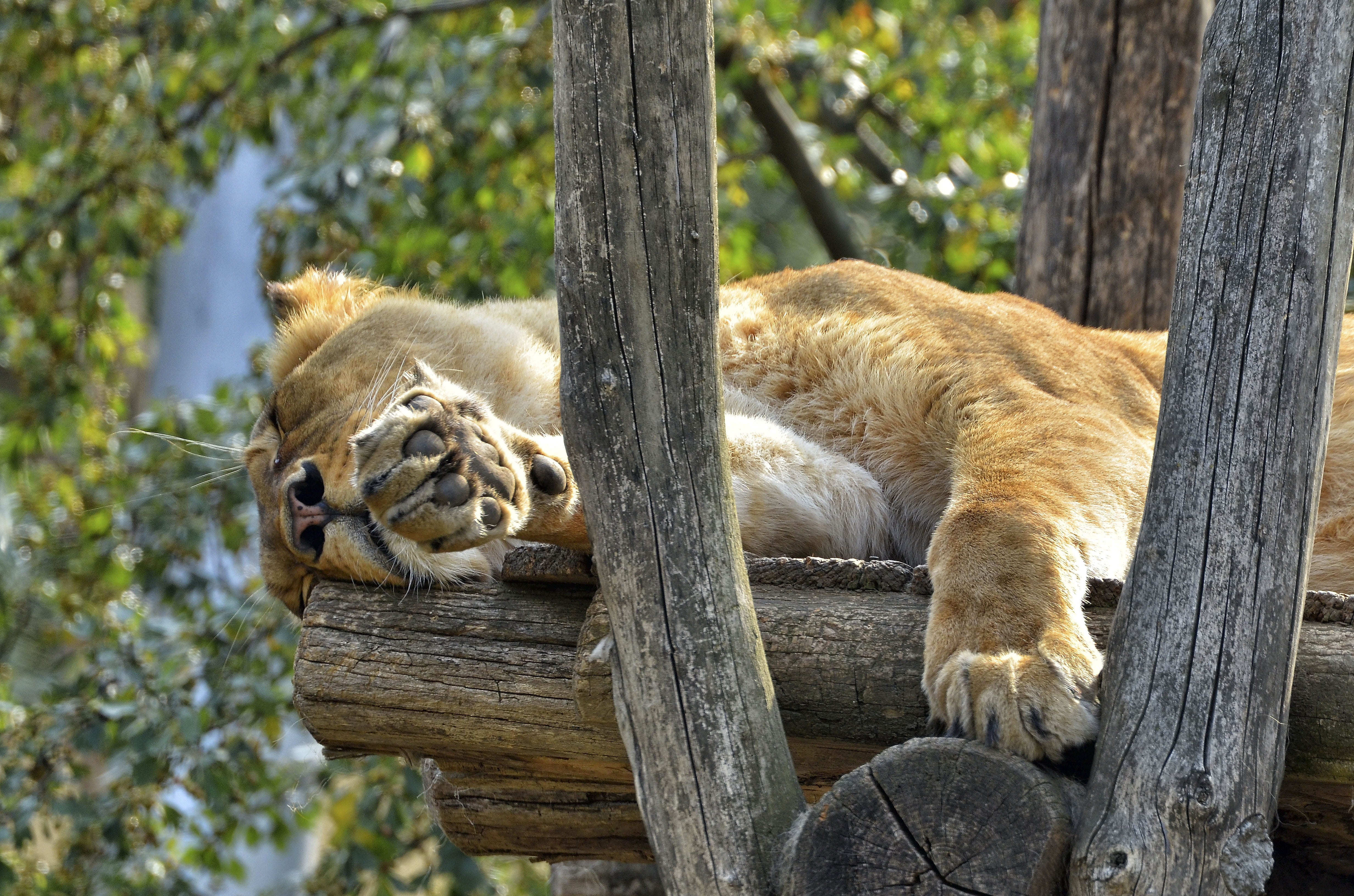 relaxation, sleeping, vertebrate, 4K, tree, female, resting, animals in the wild, group of animals, sleep, day, big cat, zoo, animal, animal wildlife, HD Wallpaper