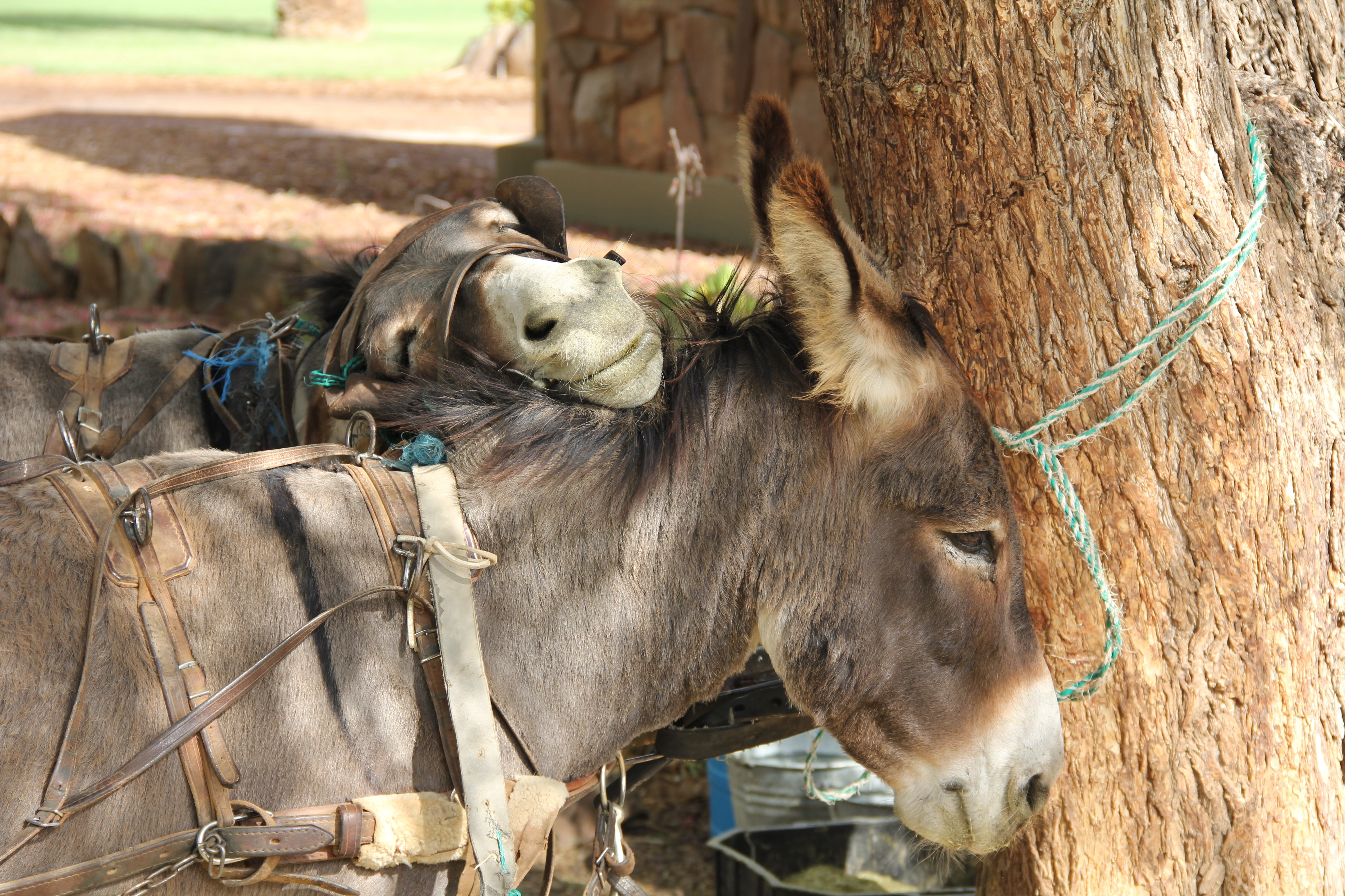donkey, focus on foreground, horse, working animal, day, one animal, 5K, animal, vertebrate, bridle, animal themes, herbivorous, animal wildlife, outdoors, HD Wallpaper