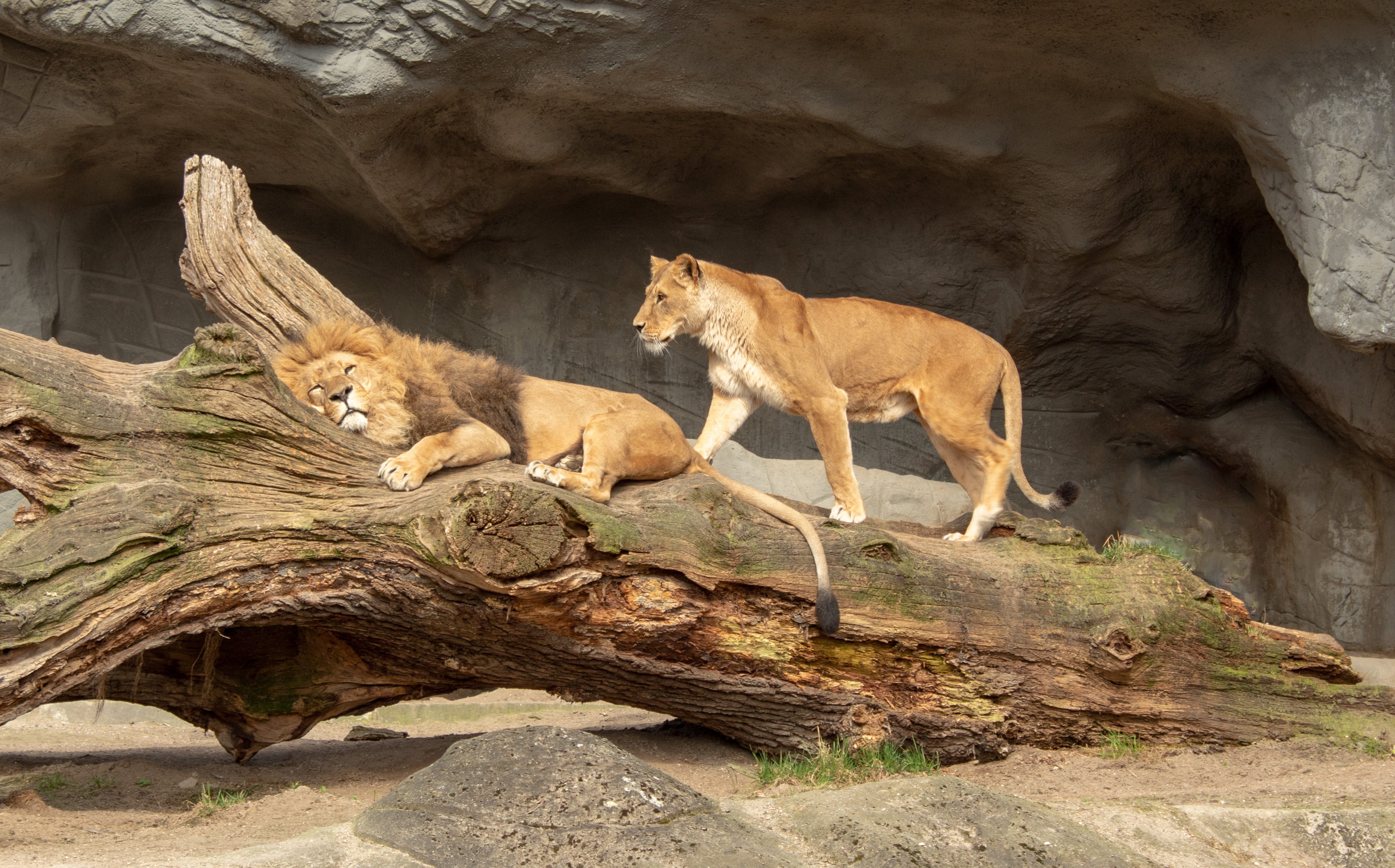 nature, wild animal, hagenbeck, animal themes, fur, lion, vertebrate, predator, non toxic, outdoors, big cat, attention, wood, grass, close up, wildcat, HD Wallpaper