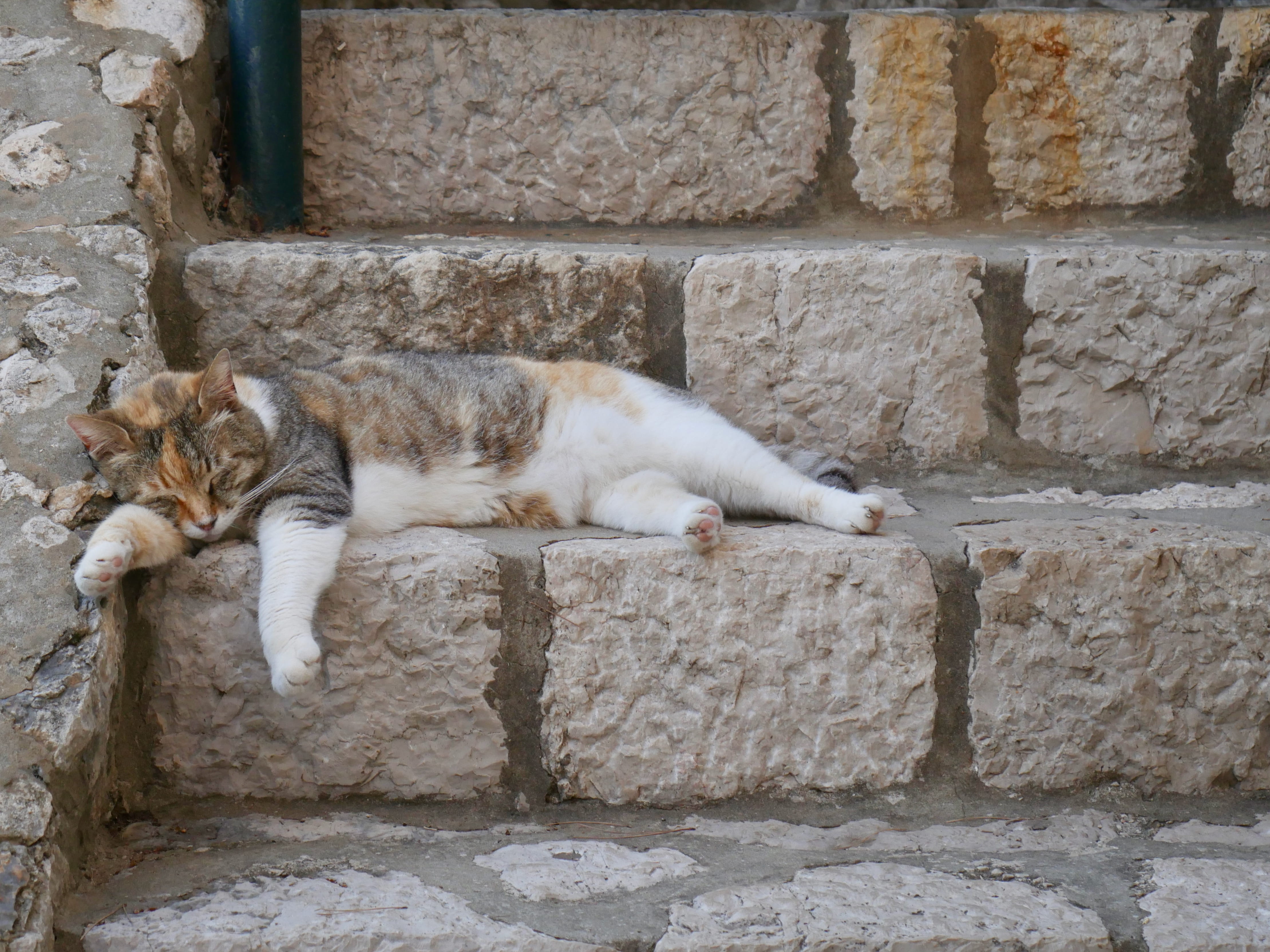 feline, relaxation, vertebrate, siesta, tired, apartman lapad, one animal, resting, domestic cat, wall, wall - building feature, animal, no people, HD Wallpaper