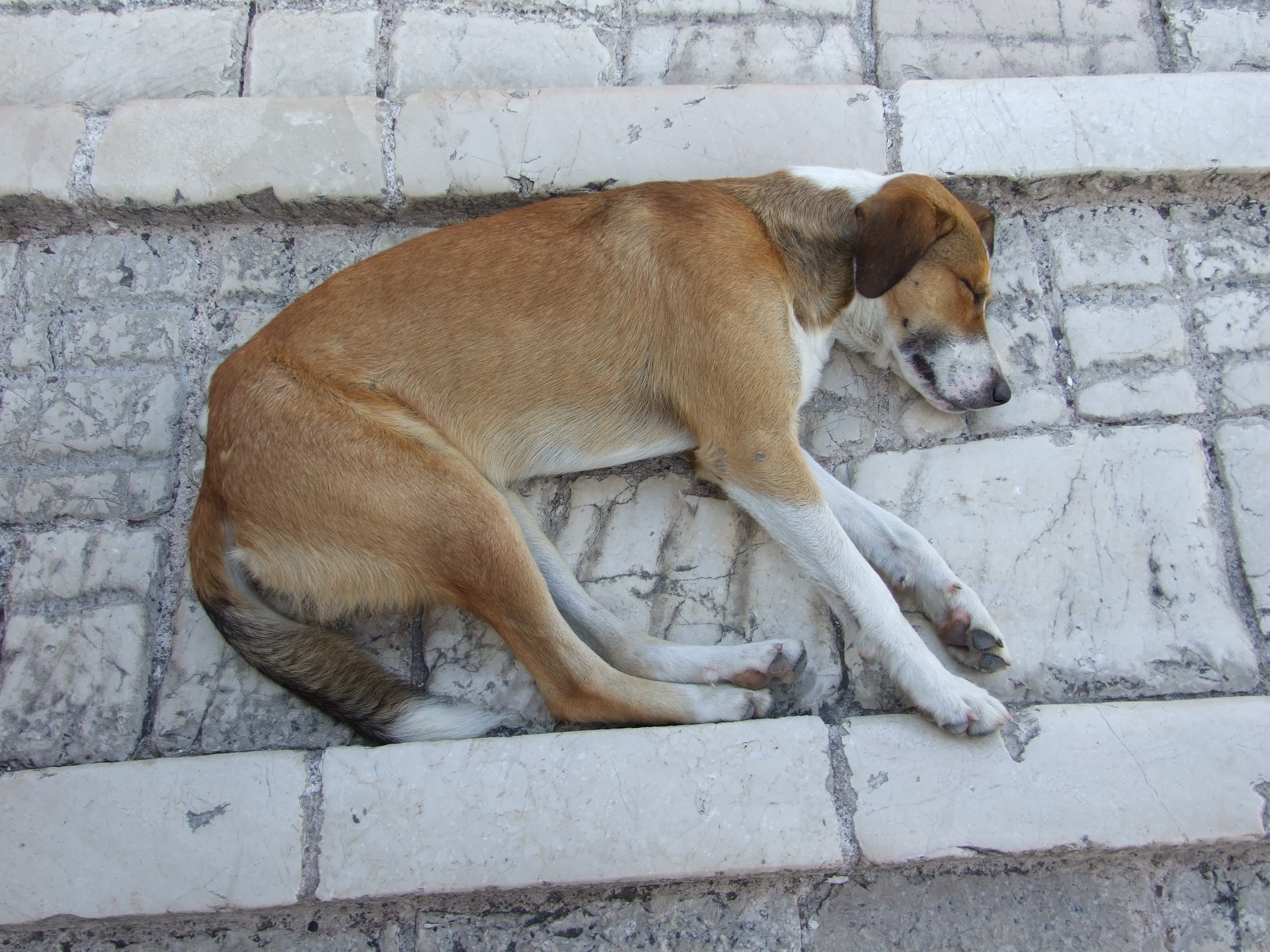 domestic, day, dog, animal themes, one animal, resting, wall - building feature, relaxation, no people, brown, canine, mammal, outdoors, lying down, feline, HD Wallpaper