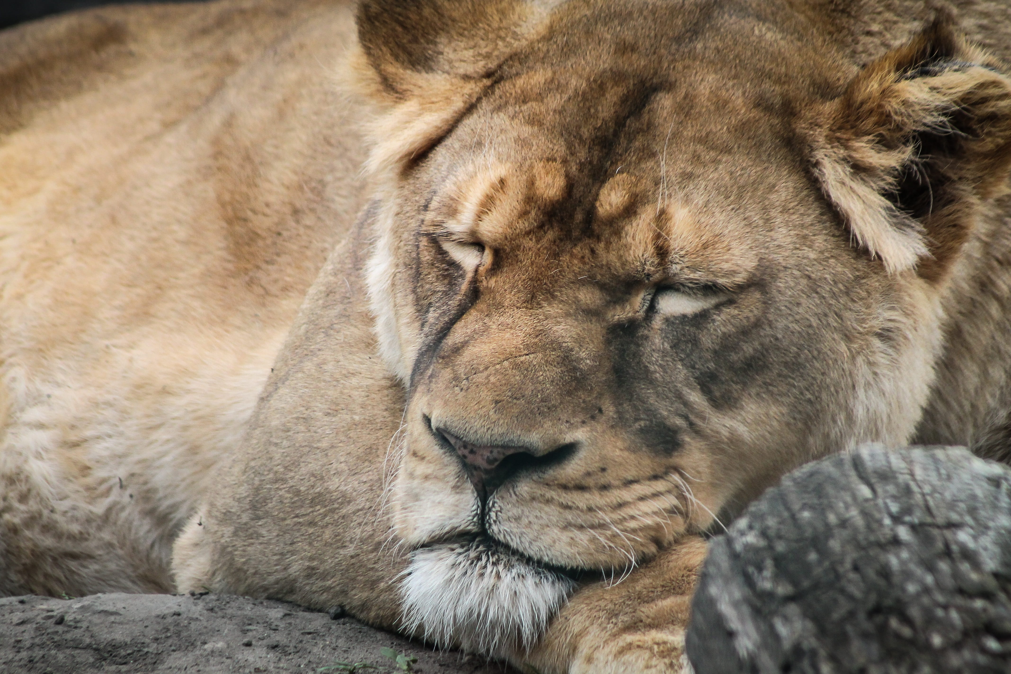 close-up, rock, undomesticated cat, mammal, portrait, no people, animal themes, lazy, lion - feline, lioness, 4K, sleeping lion, animal head, loll, animals in the wild, HD Wallpaper