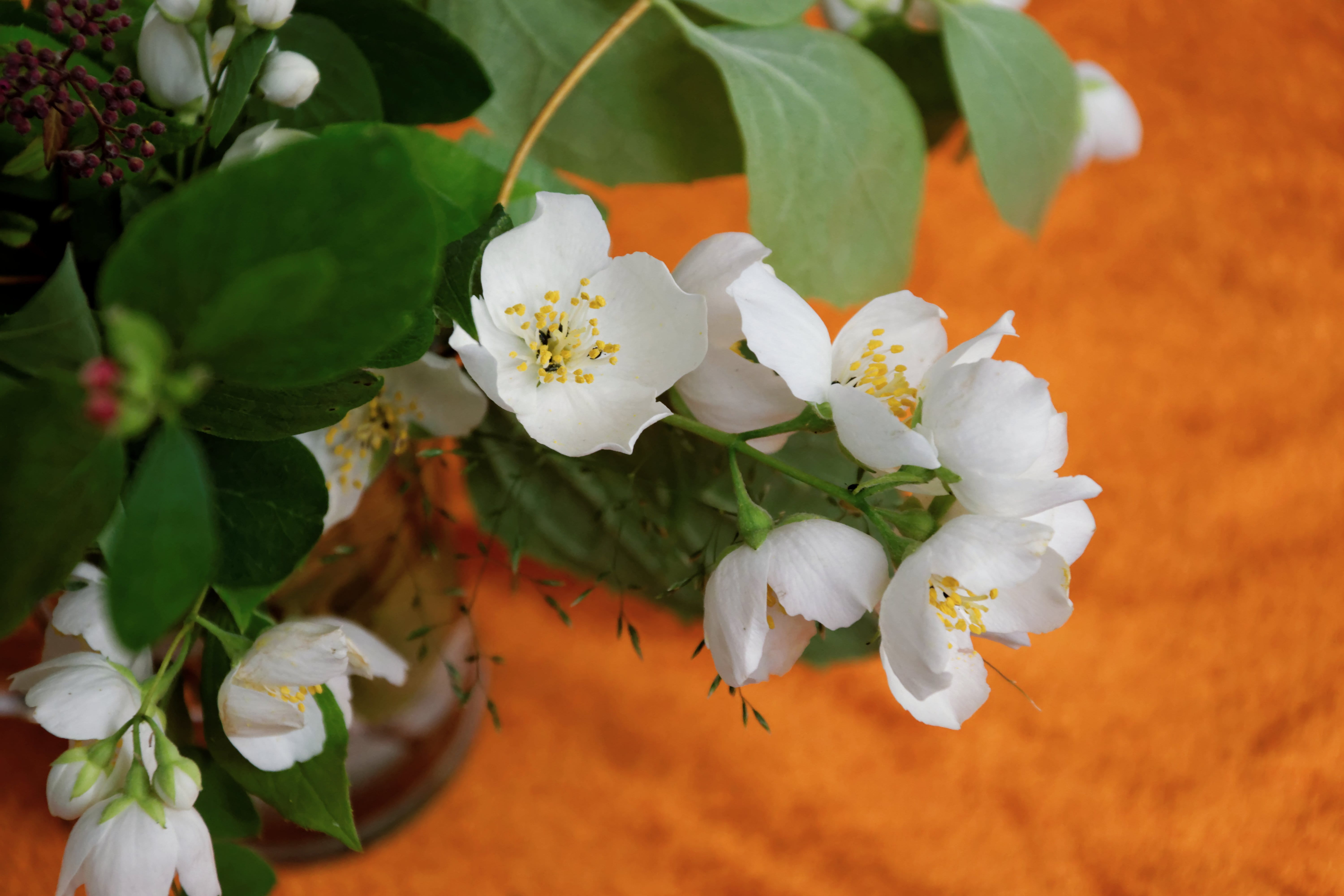 jasmin, no people, at home, growth, flower, day, pollen, bloom, focus on foreground, blossom, petal, deco, beauty in nature, Flowers, thoughts, plant, flowering plant, HD Wallpaper