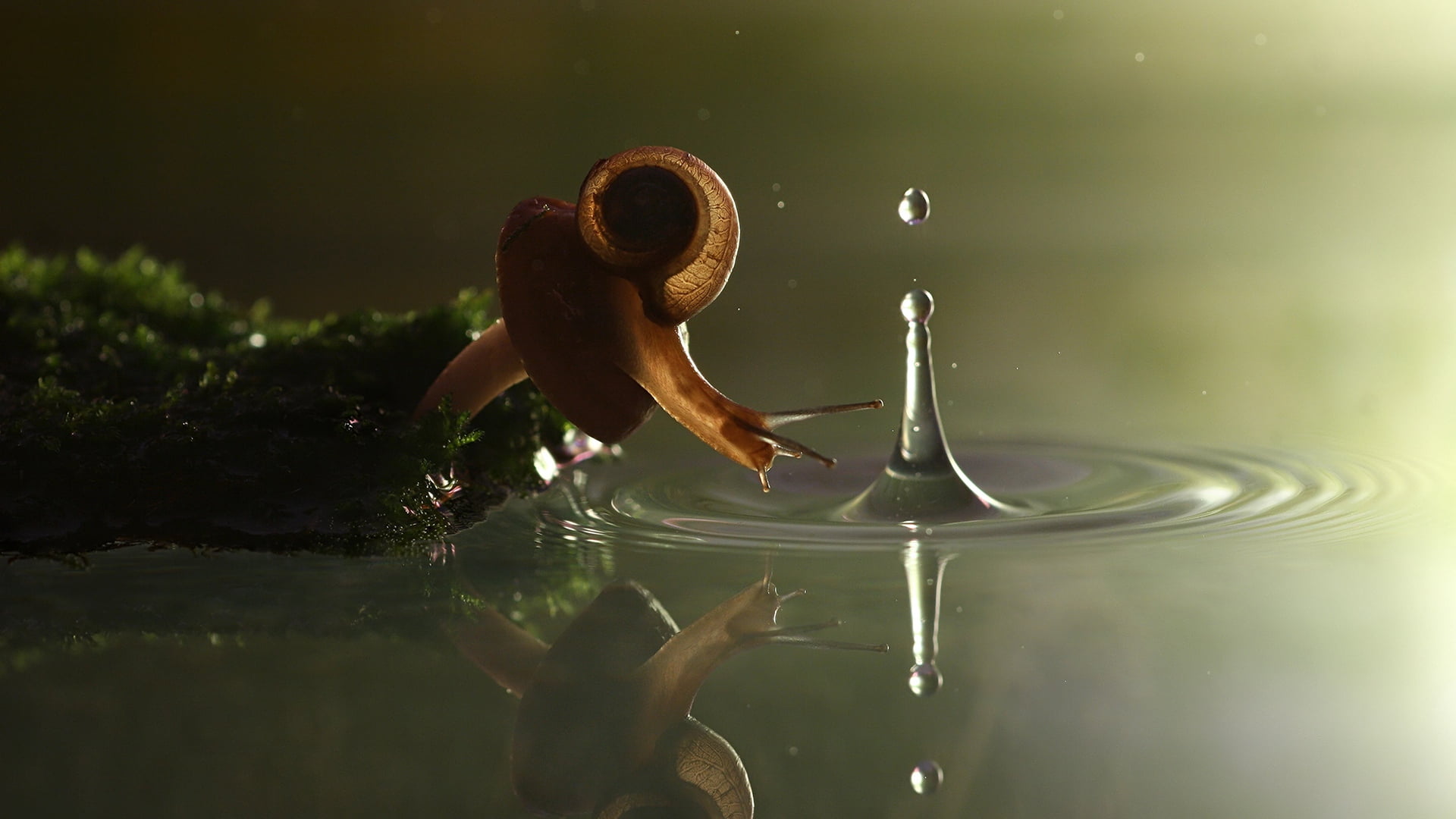 ripple, water, drop, sea, day, lake, freshness, close-up, abstract, one person, men, swimming, clothing, real people, concepts, shell, reflection, backgrounds, HD Wallpaper