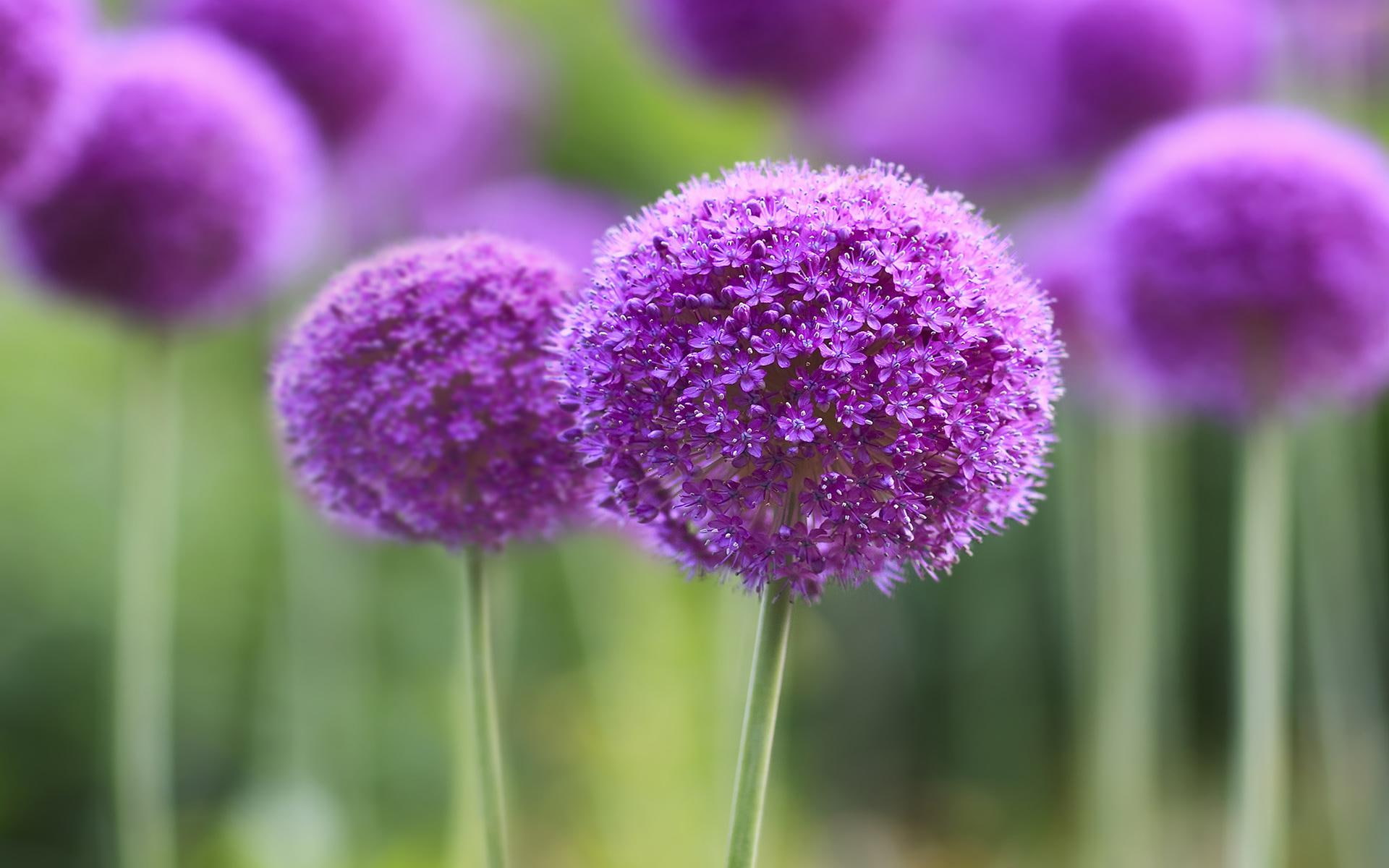 symphony, purple, 1080P, HD Wallpaper