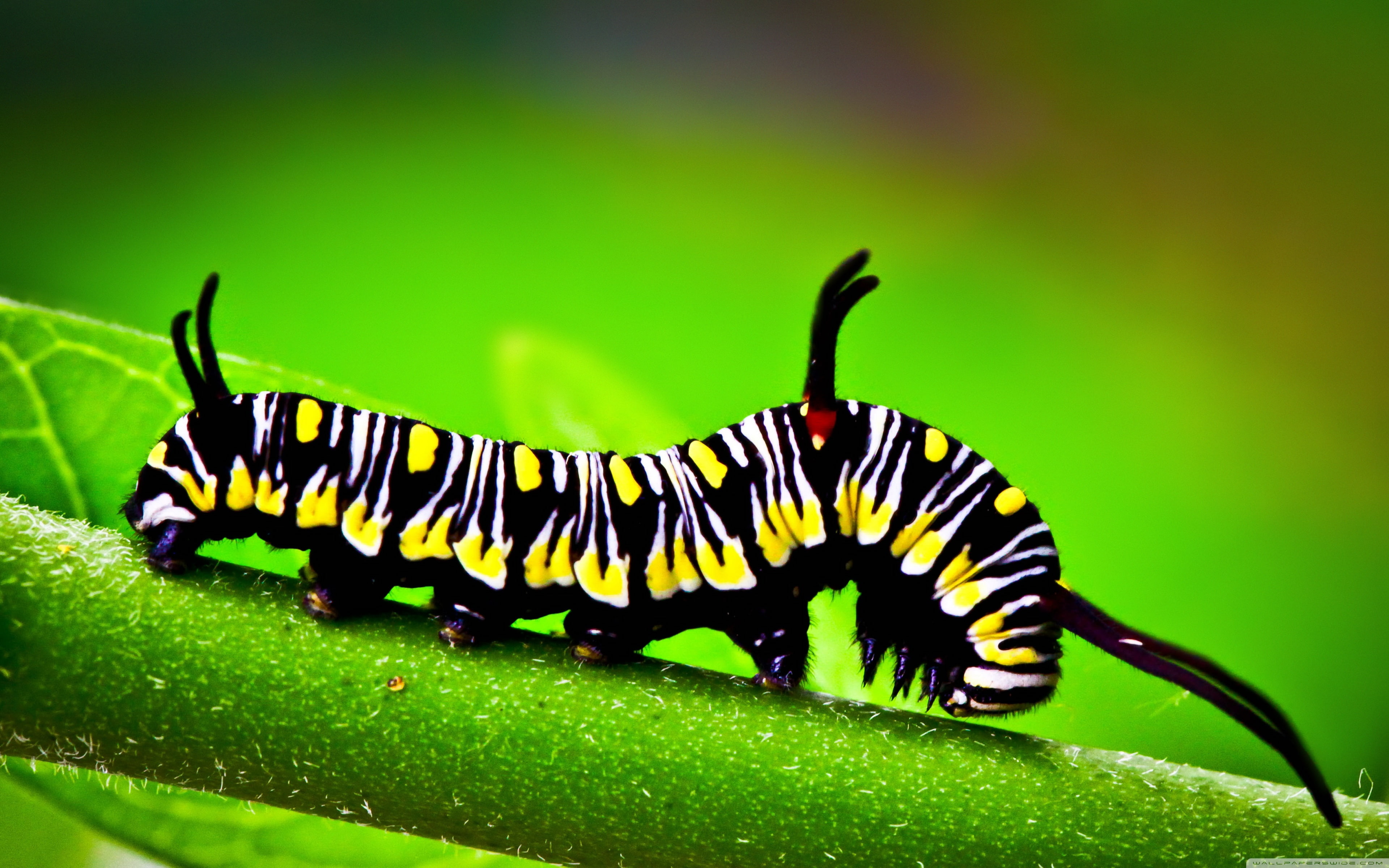 animal wildlife, yellow, plant, plant part, no people, day, Caterpillar, 4K, leaf, zoology, black color, close-up, animals in the wild, animal themes, HD Wallpaper