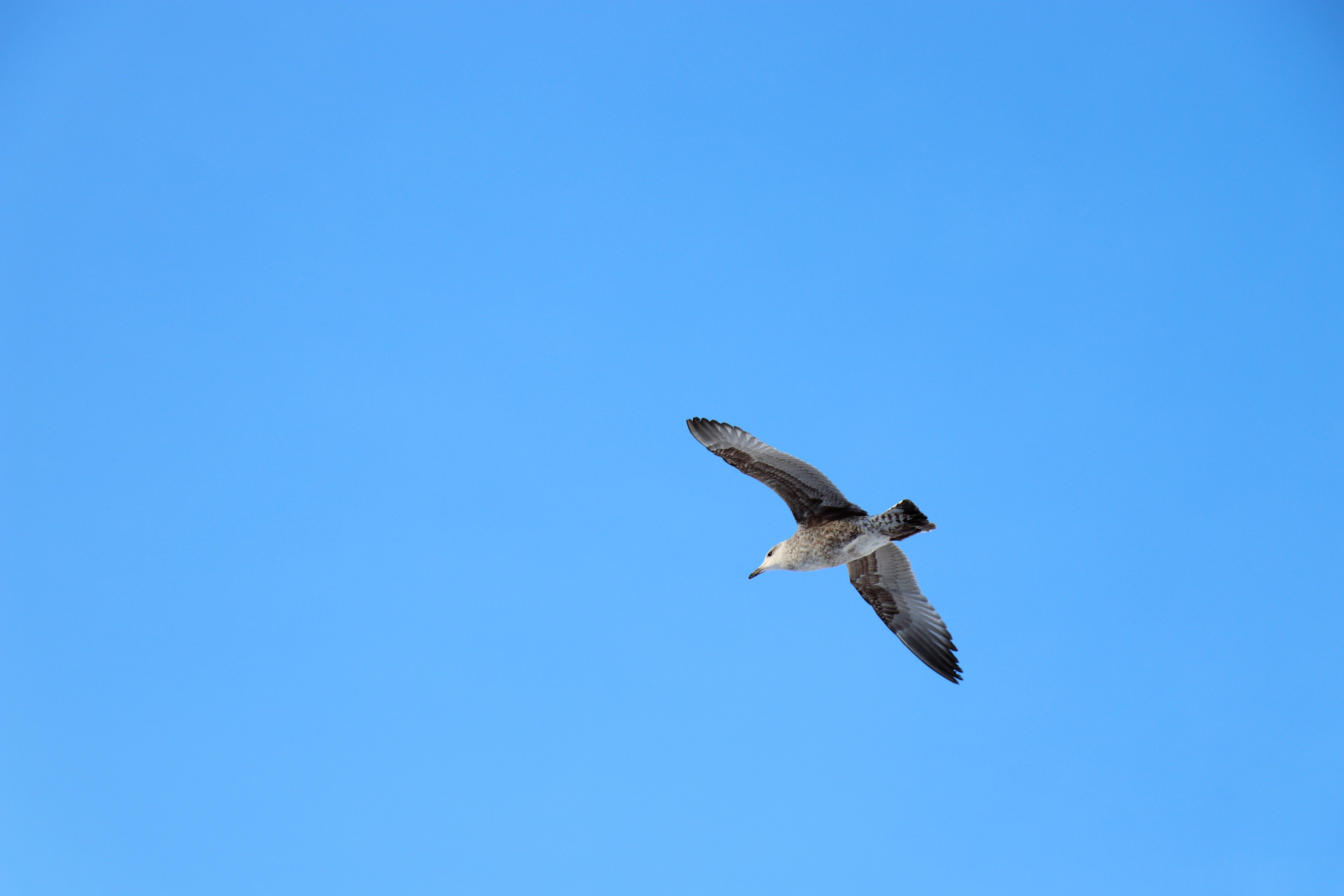 net, one animal, animal, searching, nature, flight, animal wildlife, color, animals in the wild, background, mid-air, vertebrate, animal themes, spread wings, HD Wallpaper