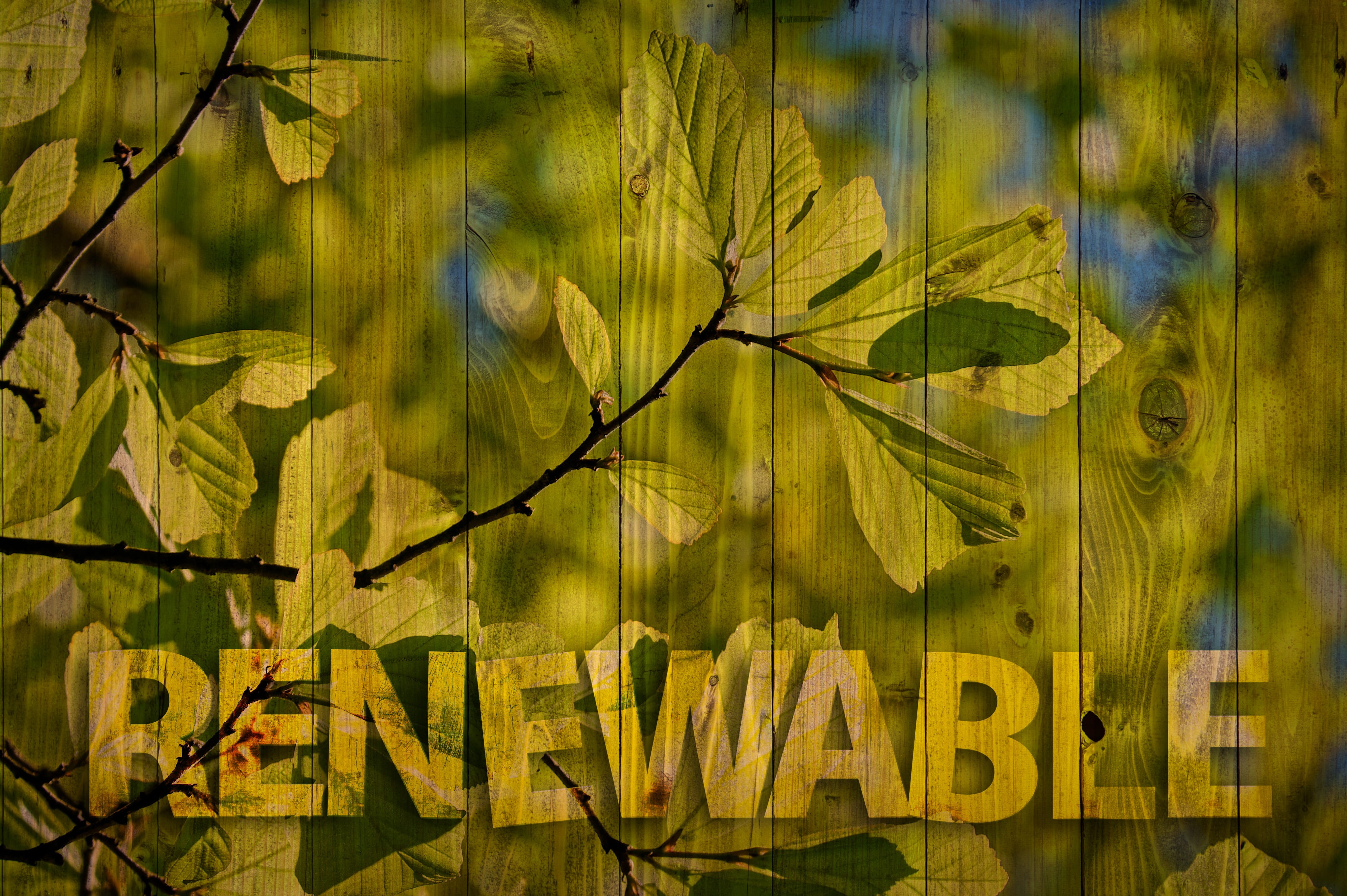 environment, text, glass - material, plant, bark, burn, leaf, renewable, digital composite, close-up, wood, tree, forward, branch, 4K, communication, plant part, HD Wallpaper