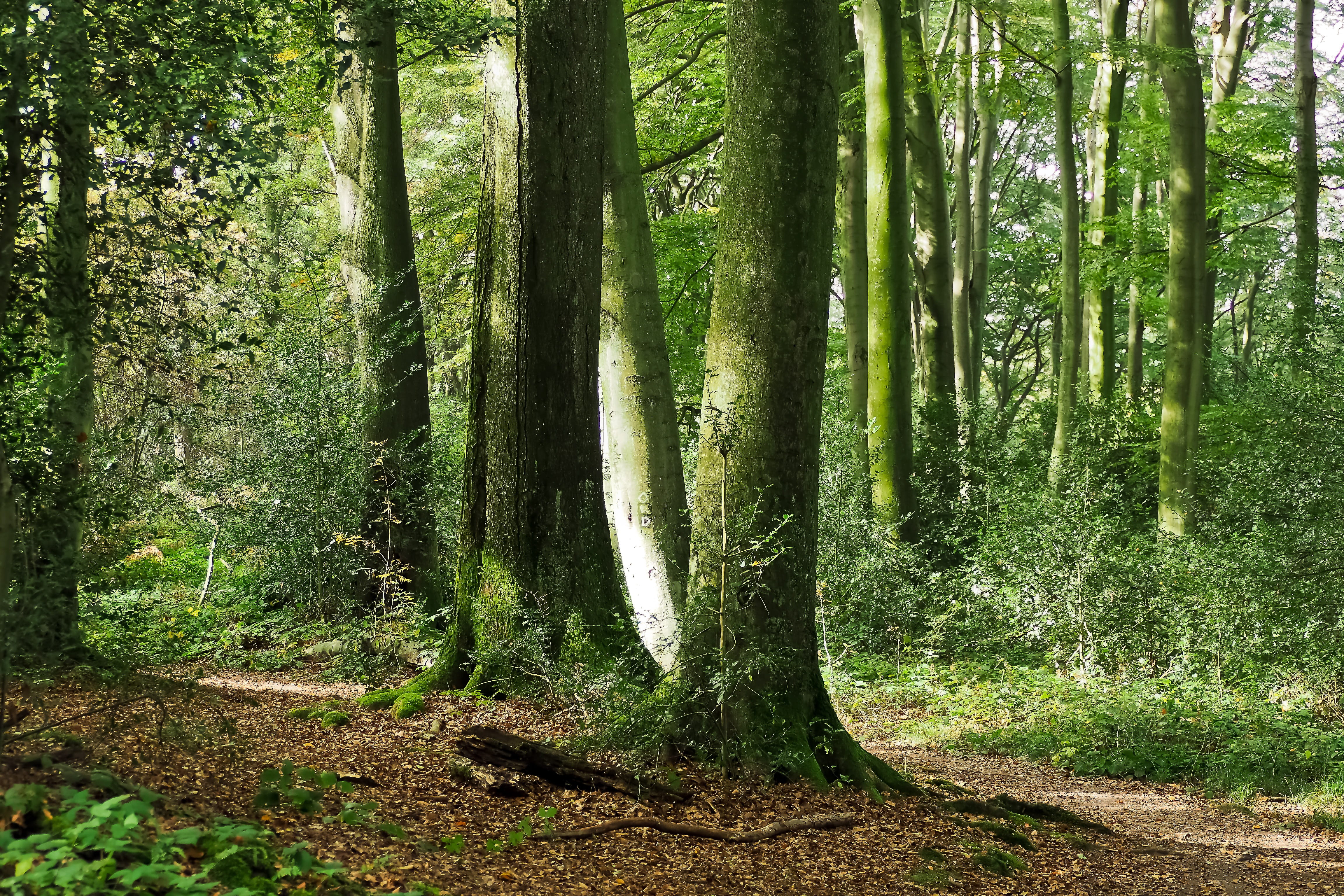 bark, footpath, outdoors, quiet, bamboo - plant, lonely, green Color, rainforest, atmosphere, streaming, wood, trail, tree bark, green, fouling, Landscape, HD Wallpaper