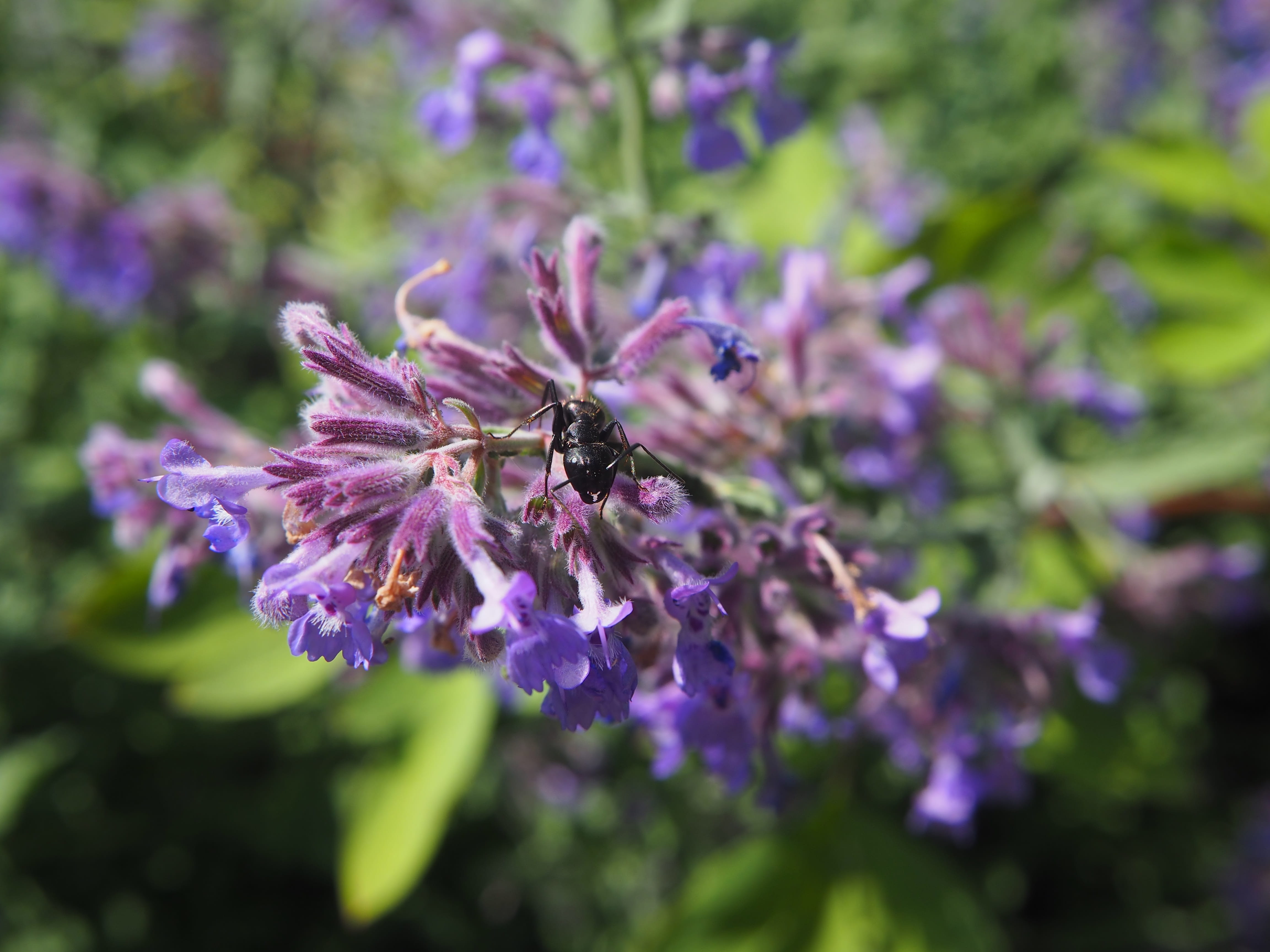 ant, no people, vulnerability, animals in the wild, blossom, petal, lavender, ant population, 4K, freshness, bee, greeting card, close up, purple, animal, HD Wallpaper