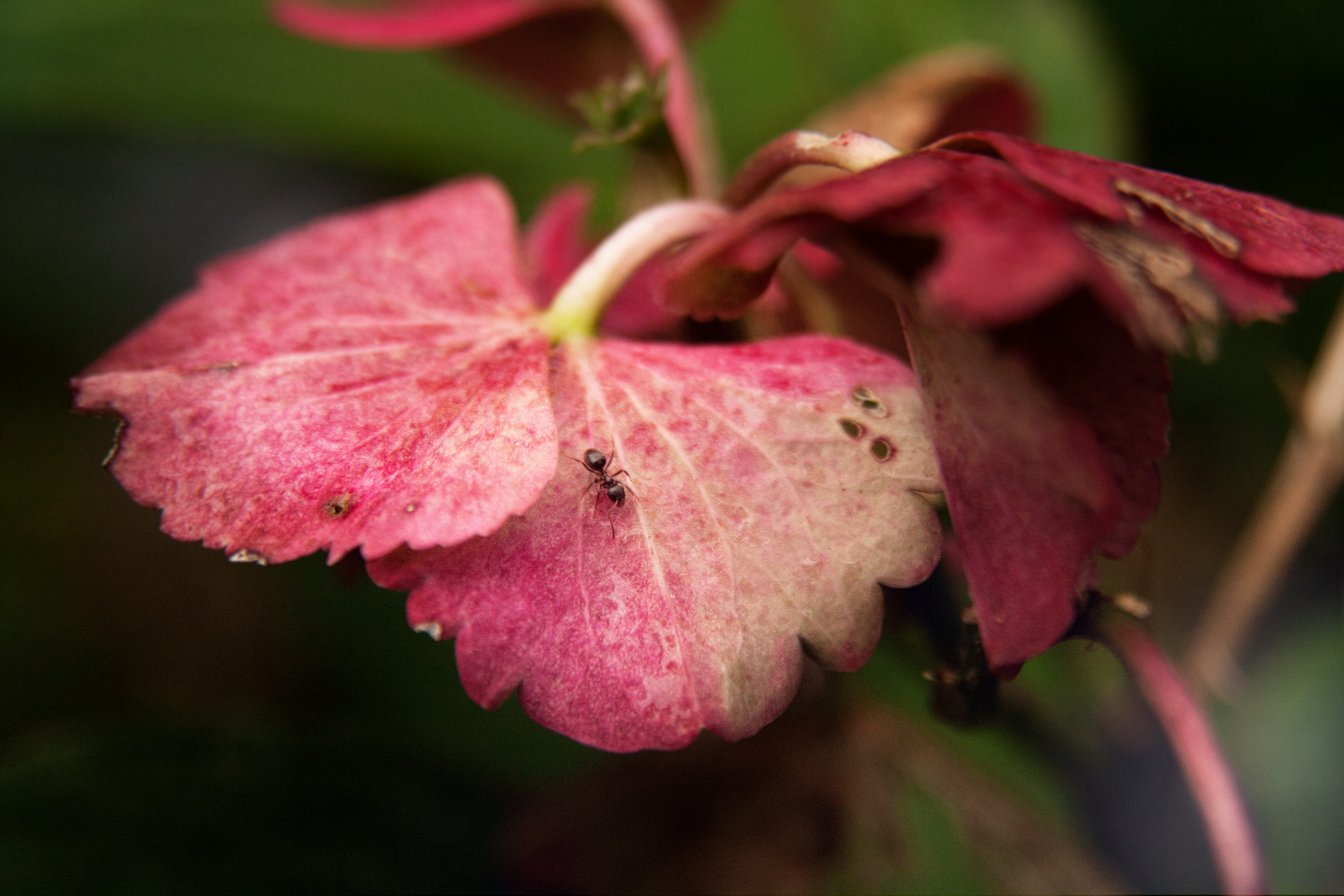 leaf, close up, close-up, beauty in nature, no people, pink color, flower, inflorescence, vulnerability, purple, nature, insect, growth, garden, day, pollen, HD Wallpaper