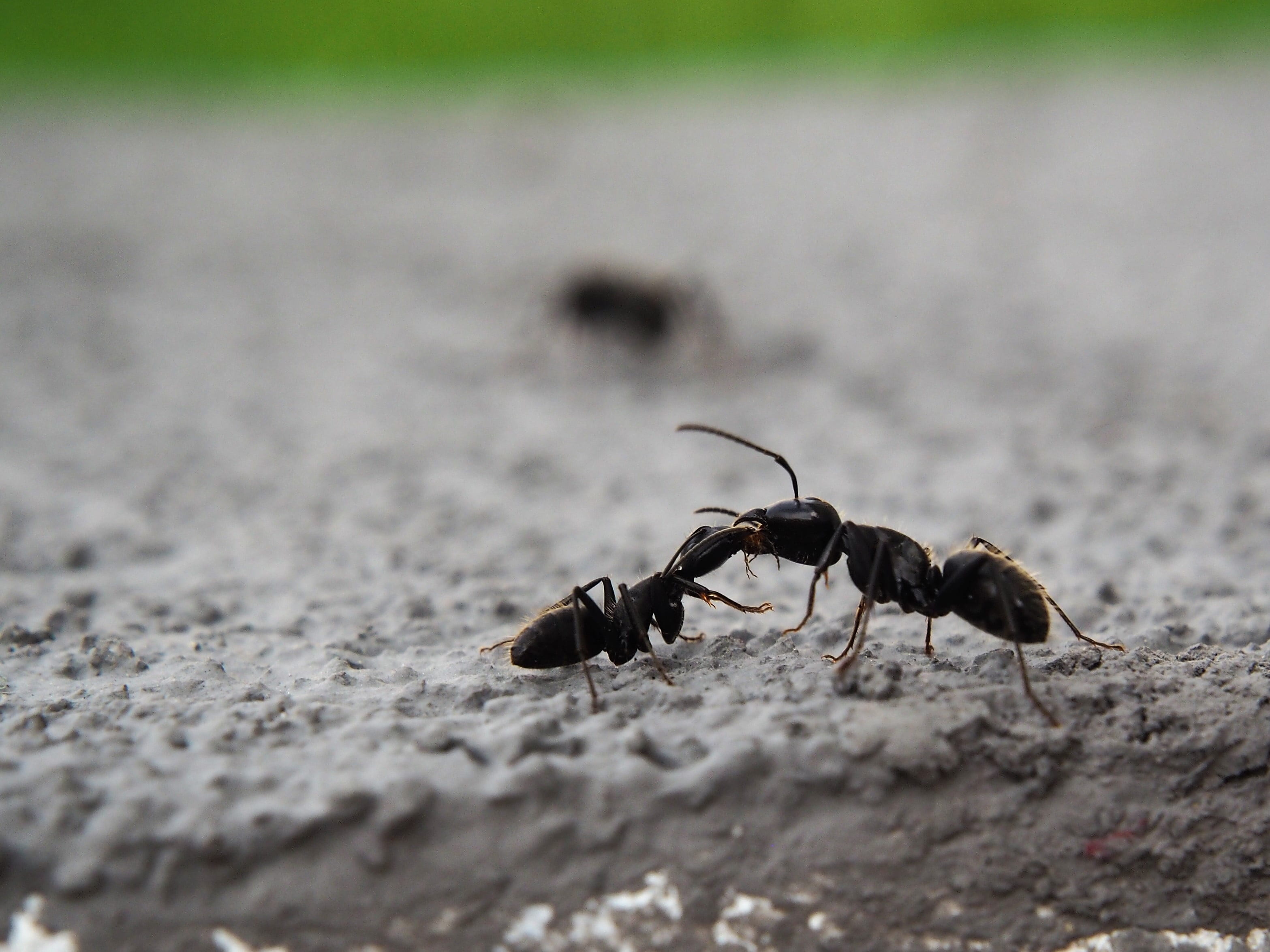 parts, ants, 2K, day, nature, focus on foreground, wall, animal body part, black color, animal, ant, close-up, land, insect, close, invertebrate, garden, HD Wallpaper