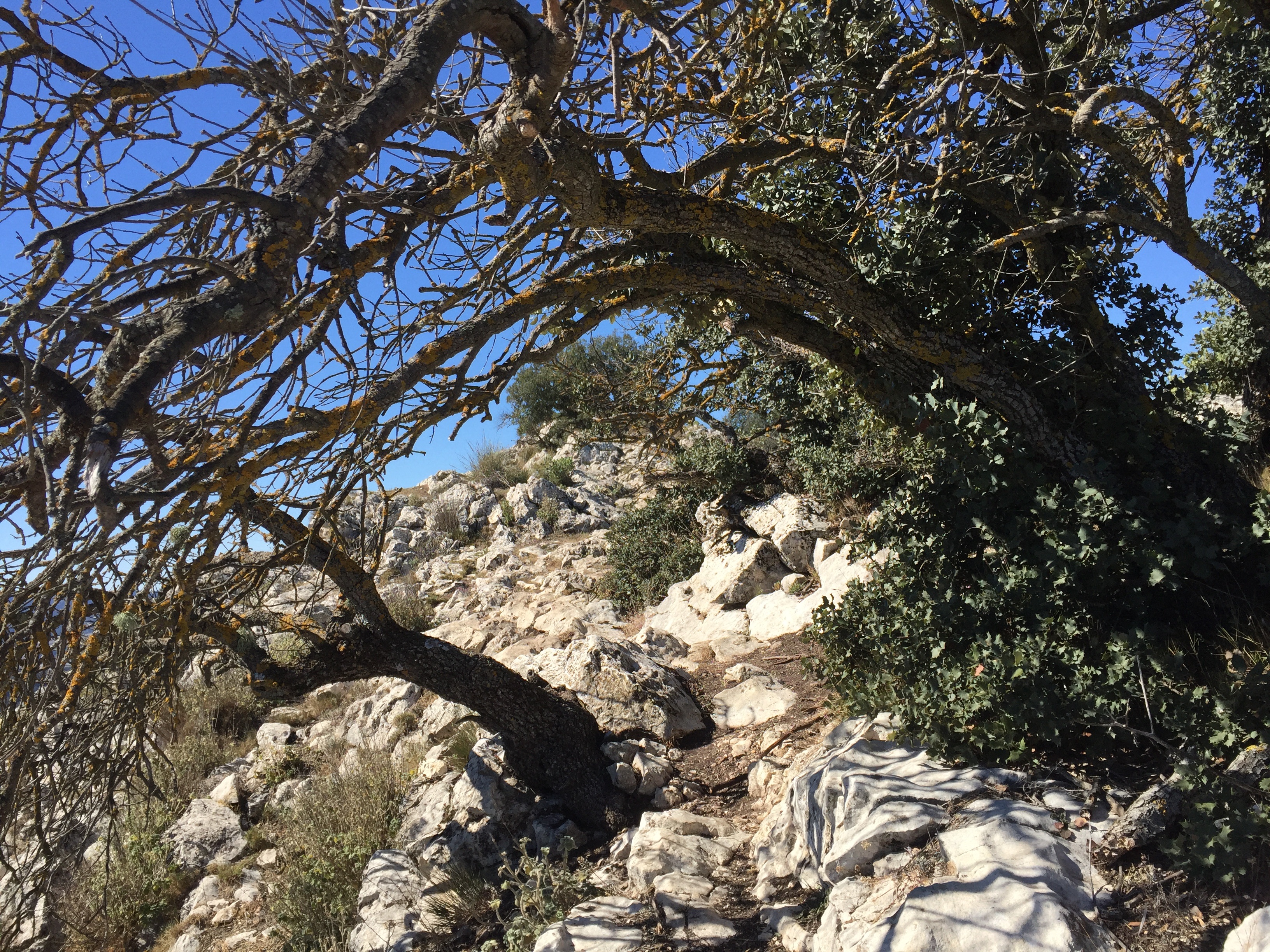 plant, rock - object, growth, rock, outdoors, beauty in nature, populated íbero, land, tranquility, tree trunk, sky, alcoy, branch, low angle view, day, HD Wallpaper