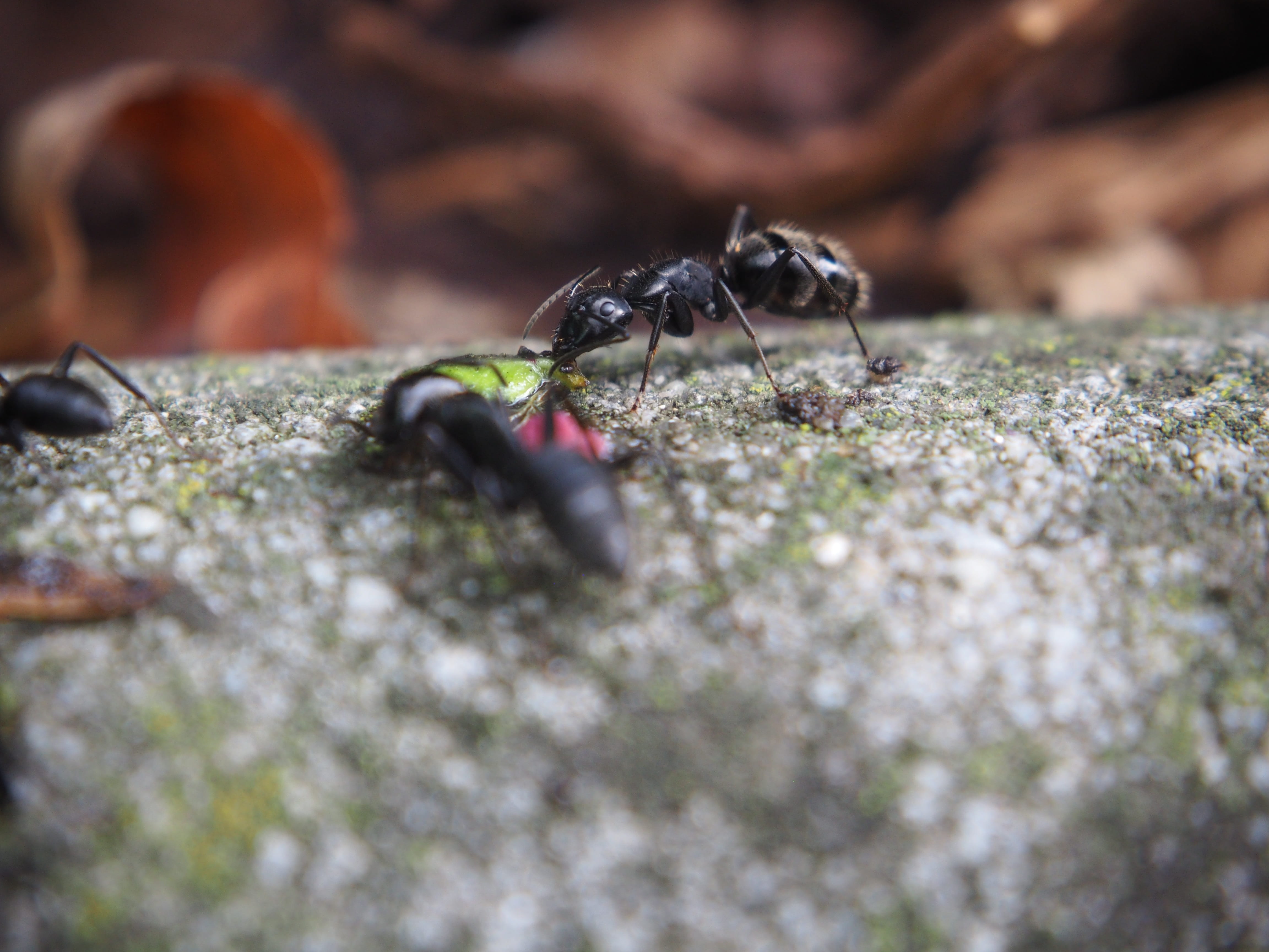 ant, day, ants, ant population, animals in the wild, close up, no people, selective focus, animal themes, animal wildlife, fly, 4K, close-up, outdoors, HD Wallpaper