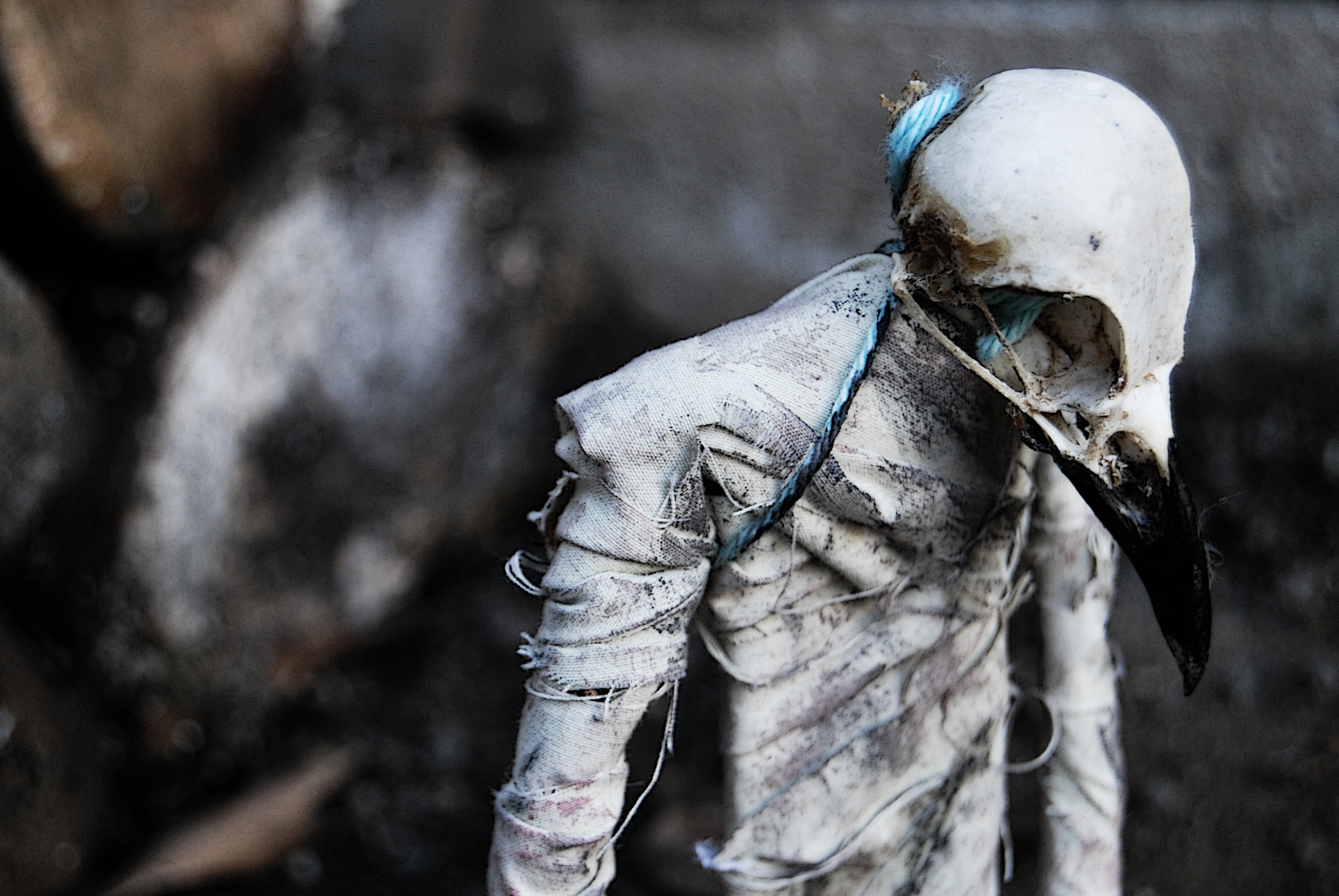 SCARY, men, human Skull, focus on foreground, spooky, close-up, vertebrate, man, human Bone, bone, outdoors, halloween, Beak, white, selective focus, dead, HD Wallpaper