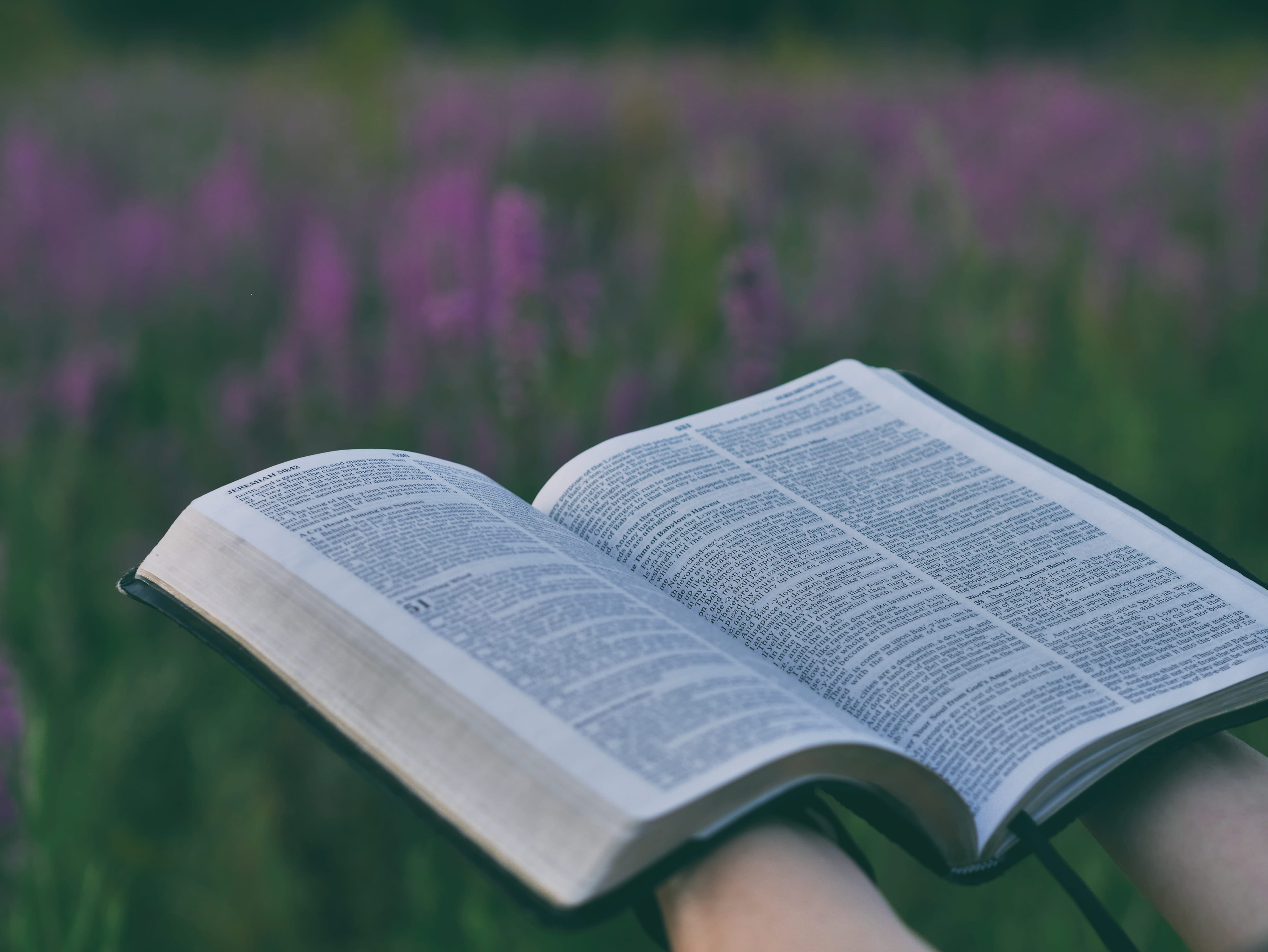 scripture, beauty in nature, photography, day, person, open, purple, pink, near, bible, selective focus, paper, close-up, daytime, reader, 4K, growth, HD Wallpaper