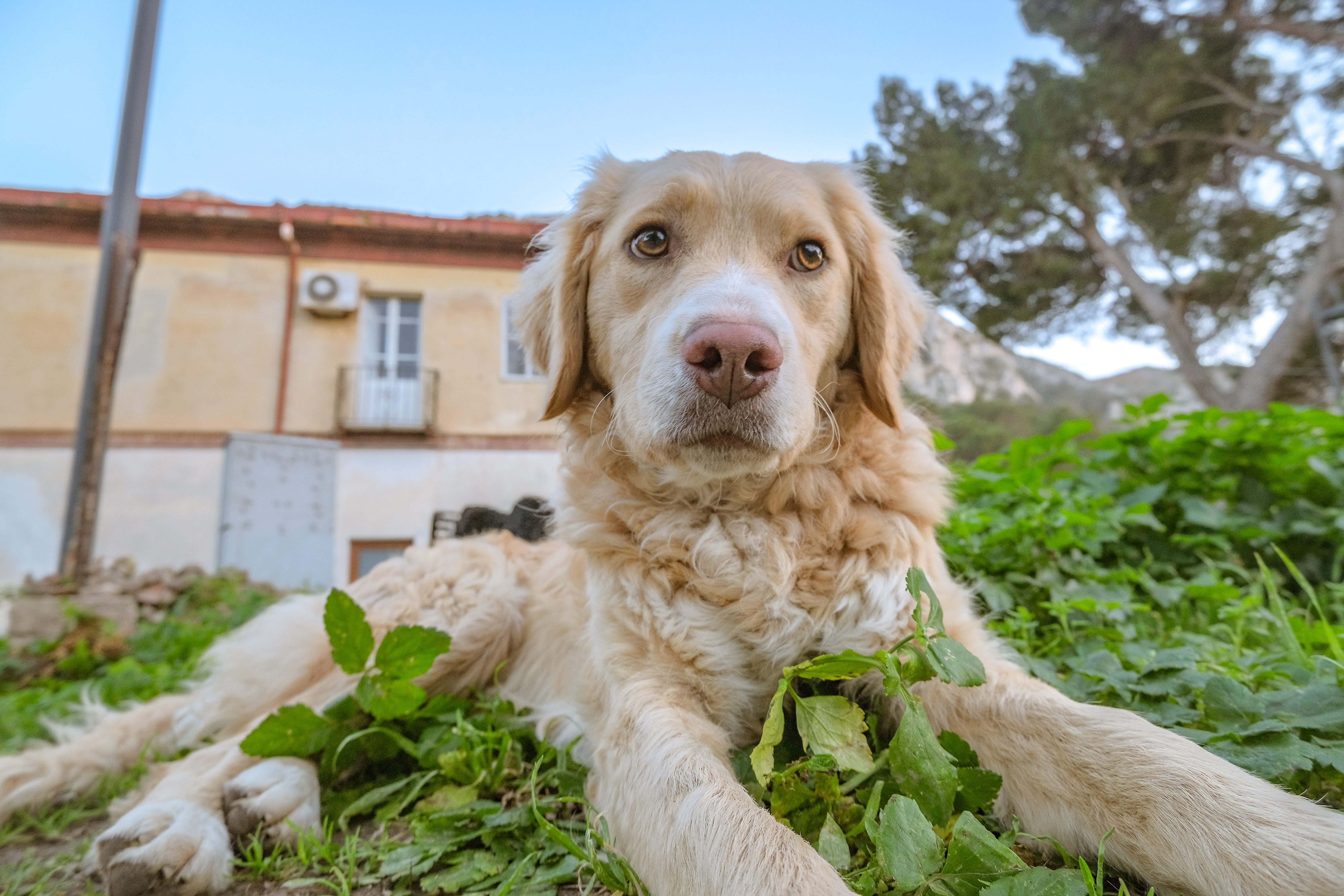 nature, golden, pet, mammal, close-up, retriever, domestic, plant, eyes, no people, cute, portrait, pets, day, adorable, focus on foreground, dog, animal, HD Wallpaper
