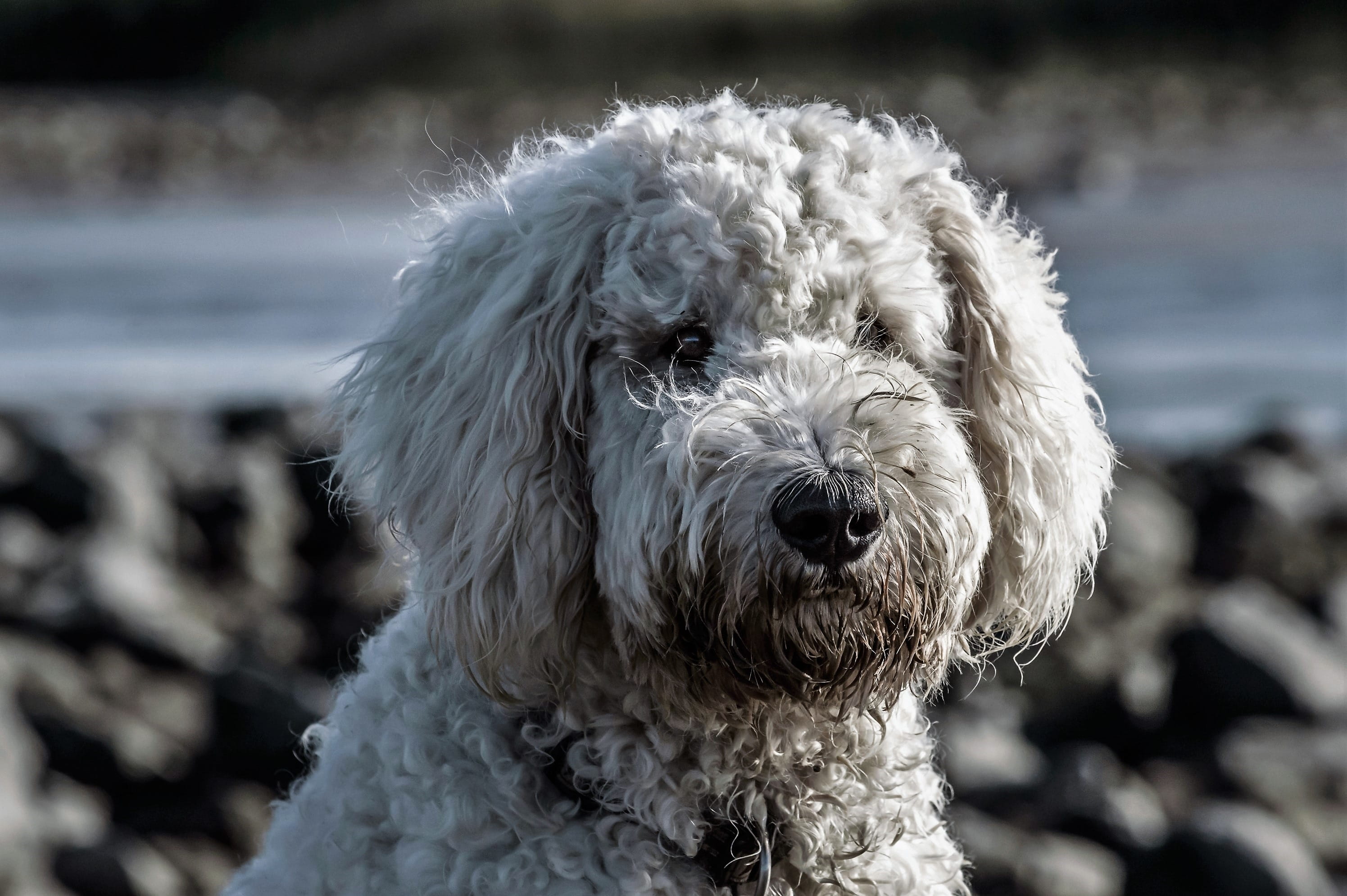small, pet, dirty, animal head, animal hair, young, mammal, animal body part, 2K, pets, animal themes, domestic animals, puppy, poodle, portrait, animal mouth, HD Wallpaper