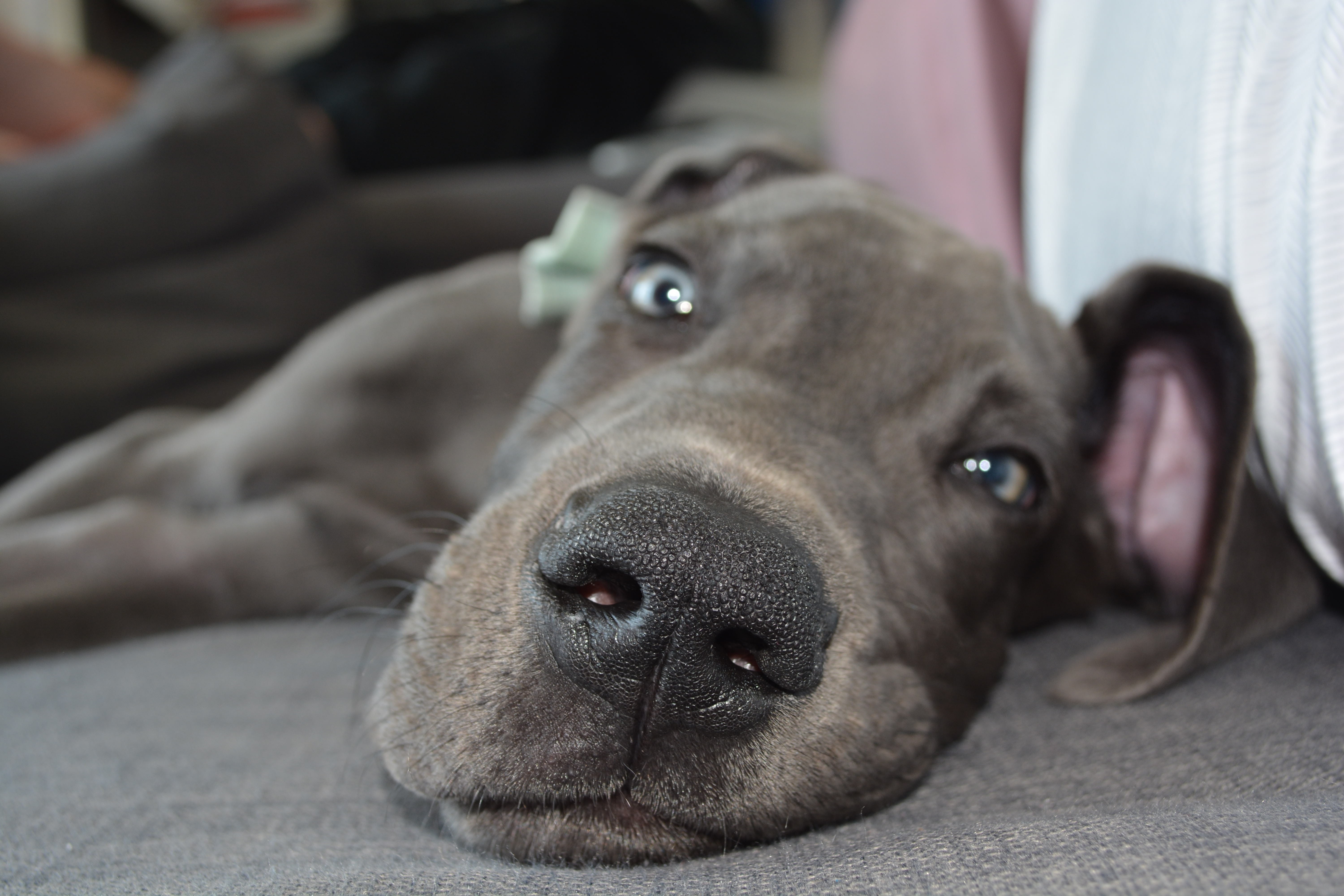 small, animal nose, great dane, doggy, breed, pets, no people, Puppy, naps, pedigree, laze, indoors, lazy, weimaraner, animal themes, lying down, precious, HD Wallpaper