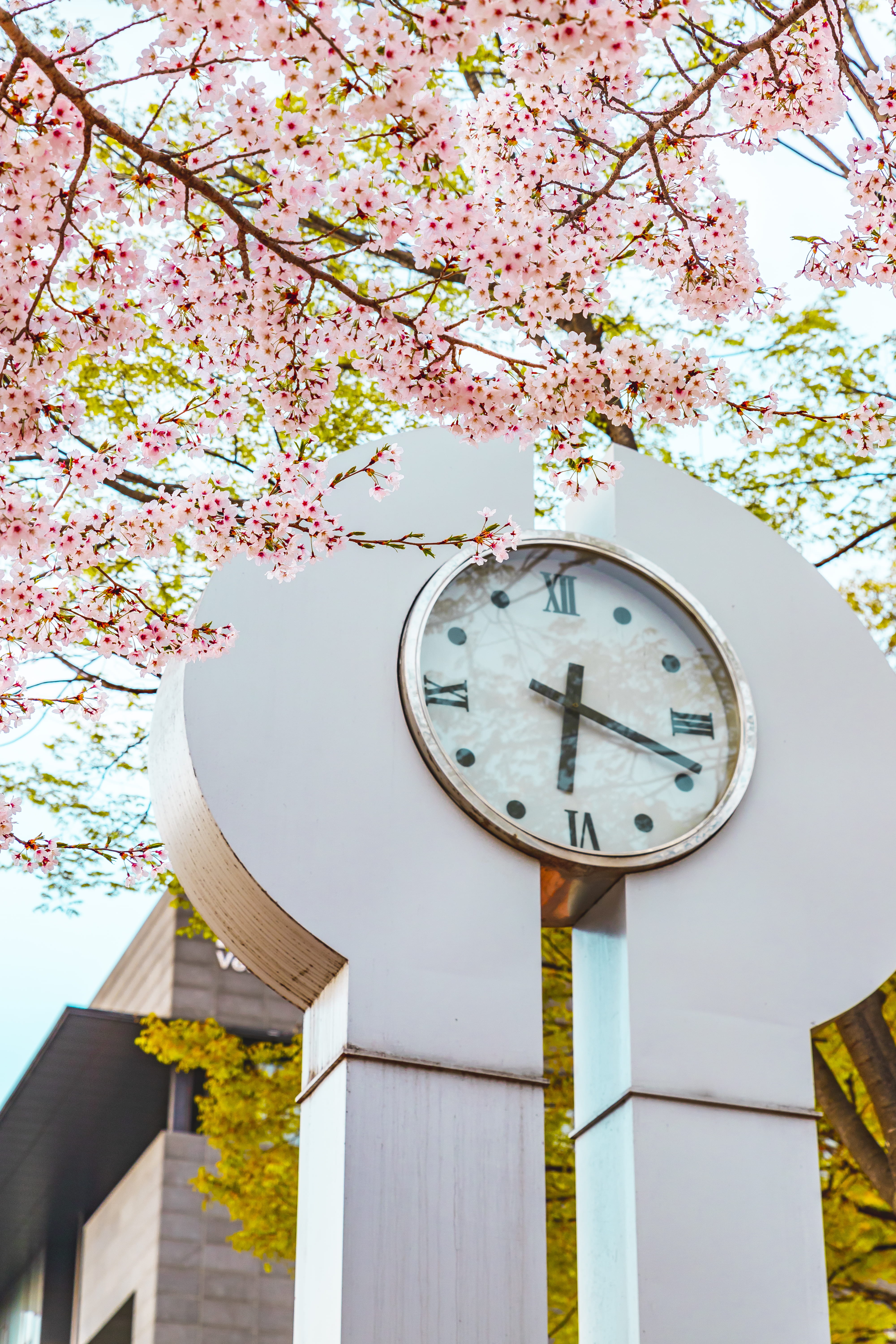 growth, fragility, 5K, outdoors, plant, nature, white, cherry blossom, flower, cherry tree, clock, springtime, building exterior, wooden, clok, architecture, Phone HD Wallpaper