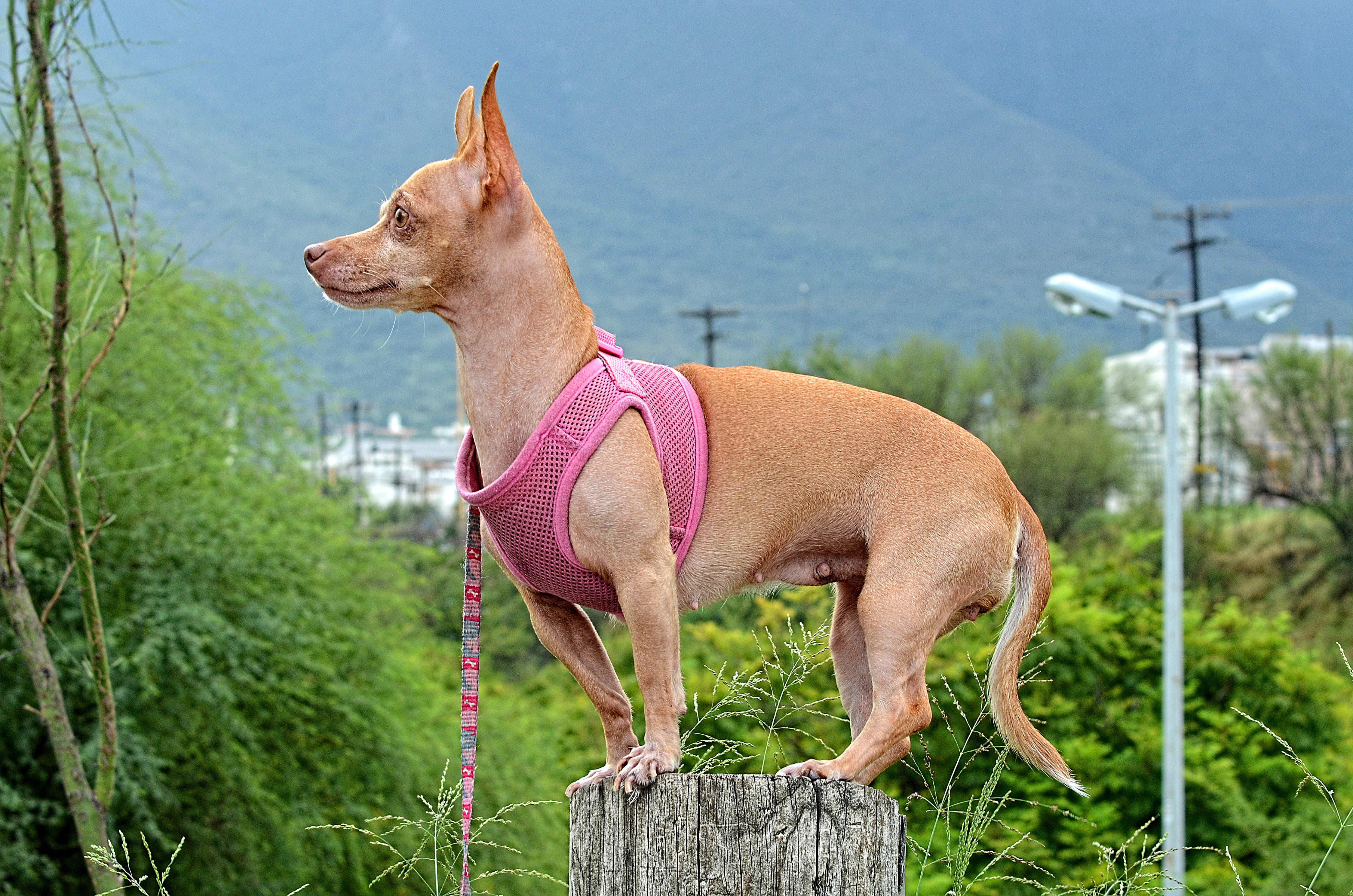 brown, day, outdoors, pets, dog, wearing, breed, chihuahua - dog, domestic, one animal, puppy, standing, nature, canine, funny, cute, doggy, focus on foreground, HD Wallpaper
