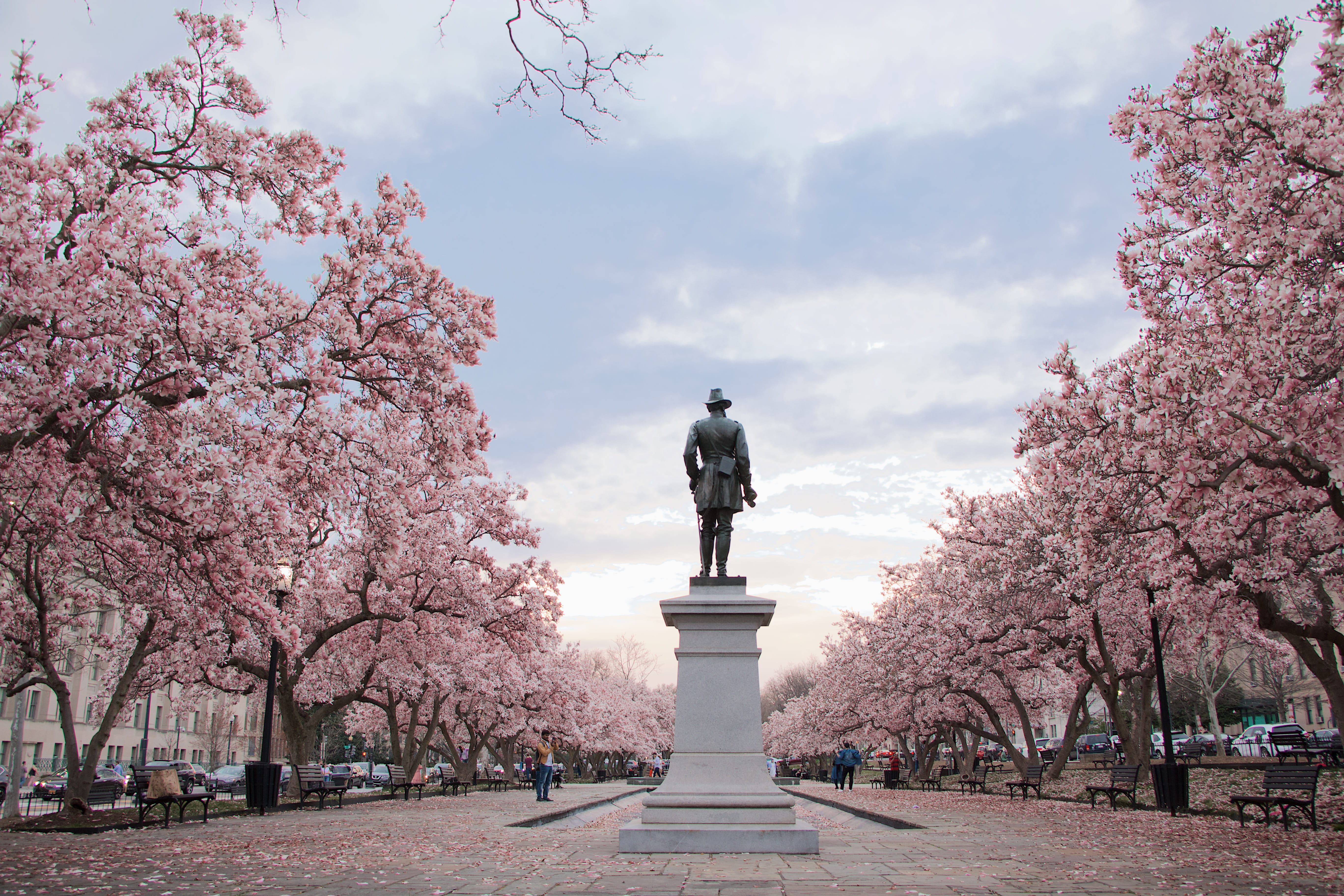 statue, cherry, nature, pedestal, outdoors, standing, blossom, tree, no people, flower, 5K, freshness, beauty in nature, springtime, sky, man, human representation, HD Wallpaper