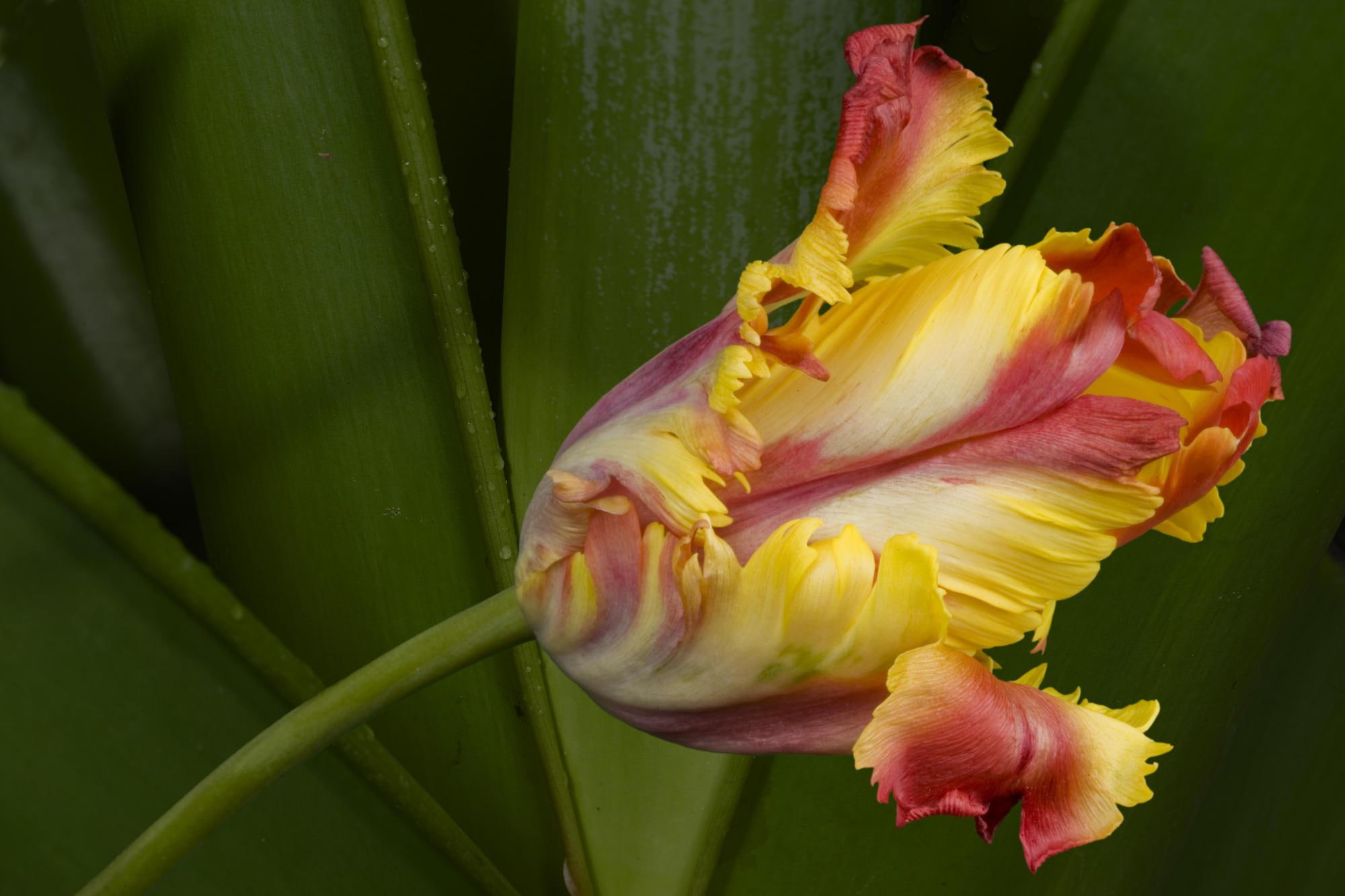 3d and abstract, tulip, flower, 1080P, spring, fancy, HD Wallpaper