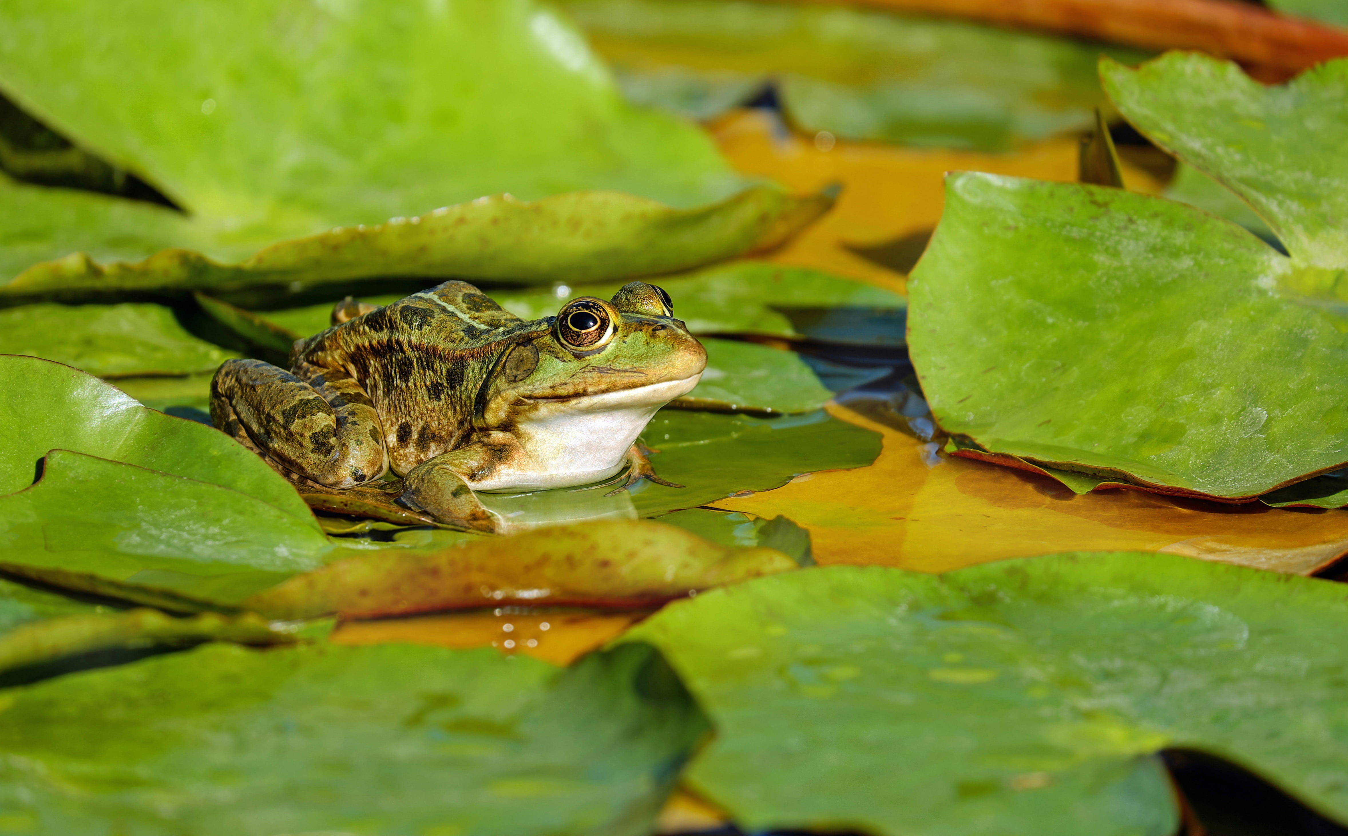 lily pad, animal head, water, 4K, amphibian, floating on water, animals in the wild, one animal, leaves, sitting, animal wildlife, spring, reptile, reflection, HD Wallpaper