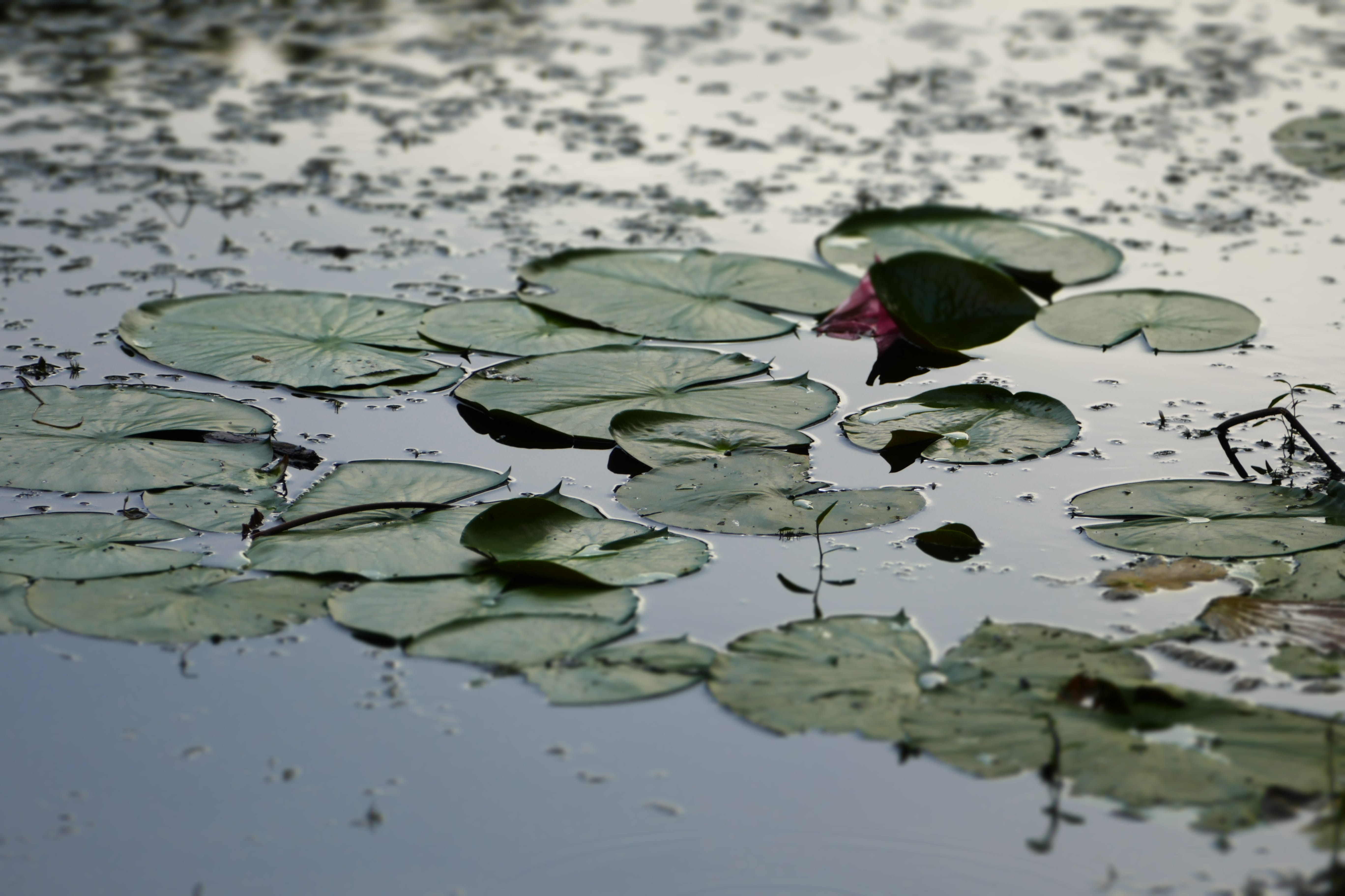 lake, beauty in nature, flora, 5K, reflection, fragility, botanical, green color, Frog, surface, leaves, floating, lilly, water lily, Pad, Lily, vulnerability, HD Wallpaper