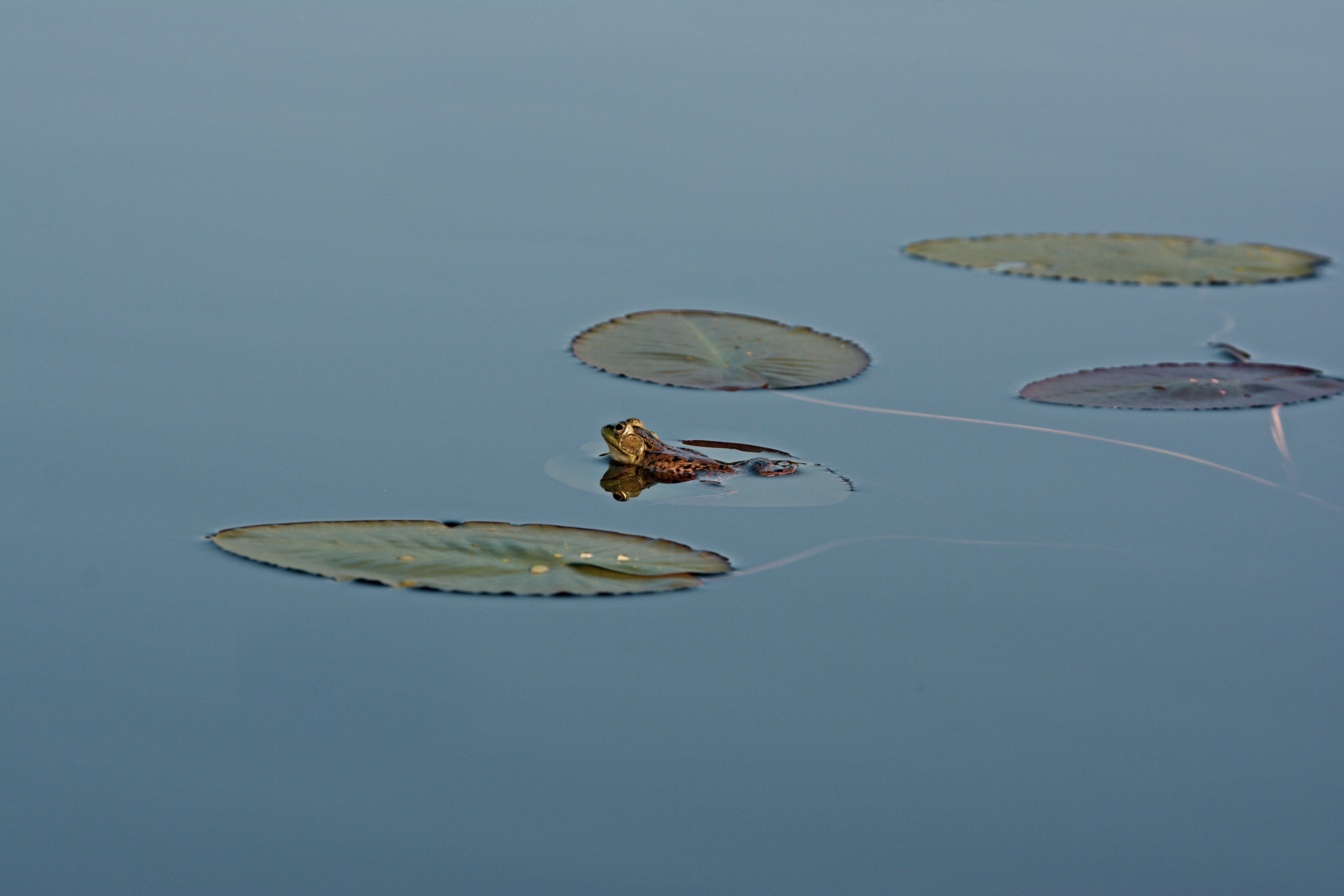close-up, no people, one animal, colored background, blue background, pond, pad, blue, water lily, wildlife, lily pads, plant part, croak, lily, invertebrate, HD Wallpaper