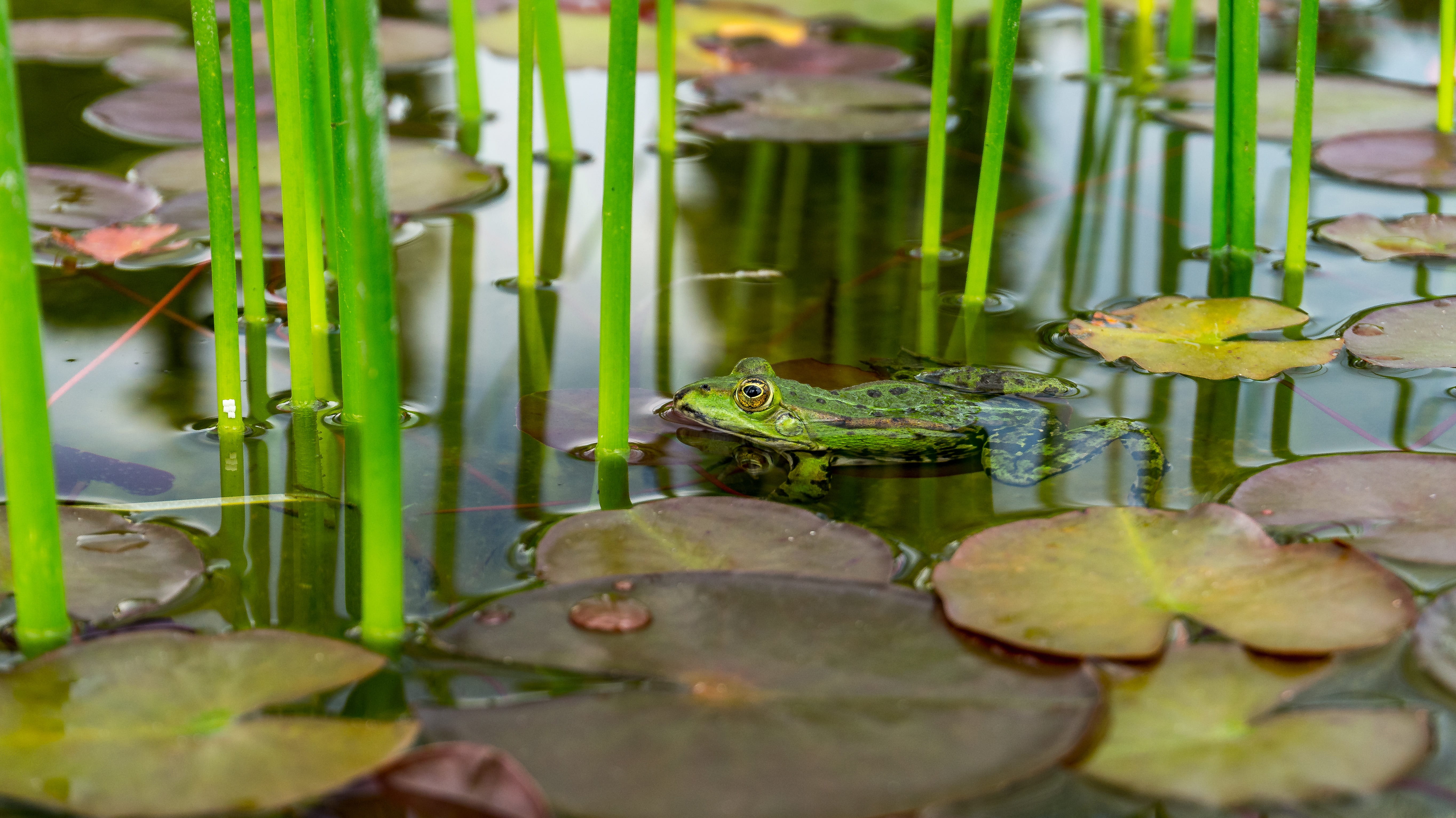 leaf, plant part, no people, surrounded, 5K, animal wildlife, lily pad, animal, swimming, pond, vertebrate, body, one animal, plant, water frog, close-up, HD Wallpaper