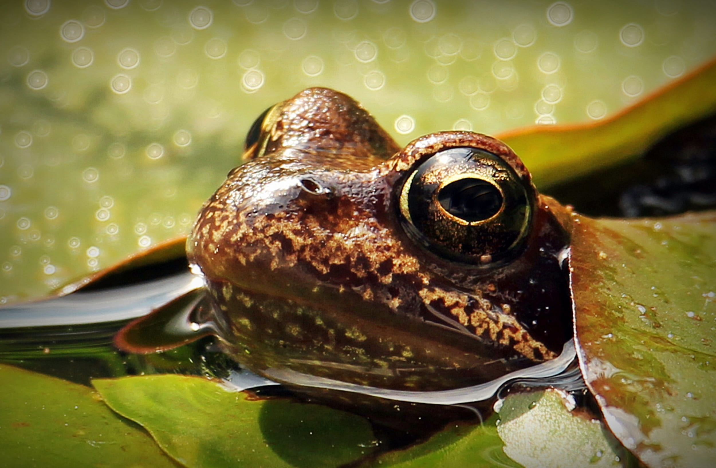 day, frog in the pond, rain, animal world, amphibian, animal, 1080P, animal wildlife, pond inhabitants, lily pad, wet, leaf, frog, nuphar, brown, aquatic plant, HD Wallpaper