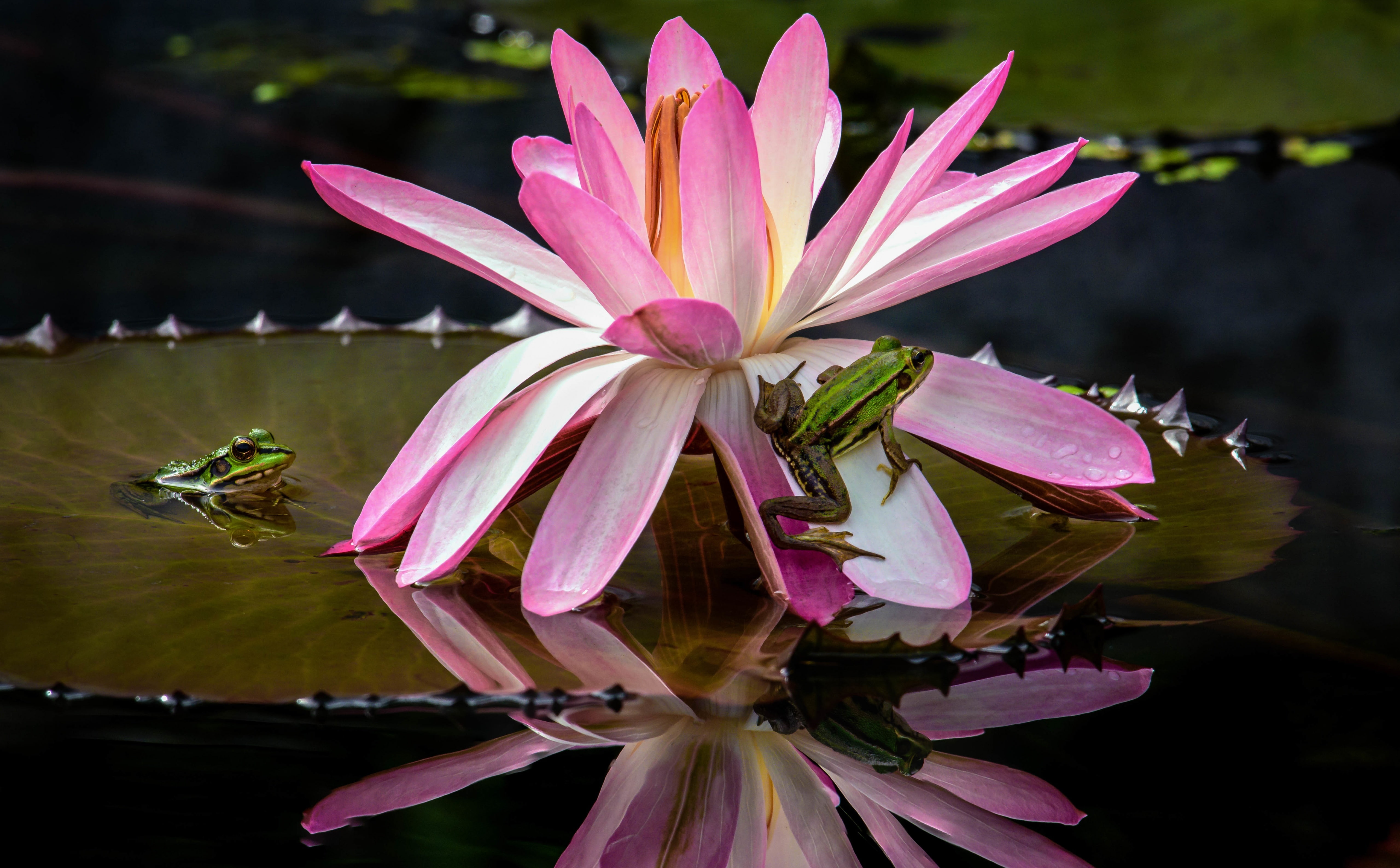 insect, purple, 5K, Lily, Flower, petal, animal wildlife, pollen, Nature, plant, pollination, fragility, growth, Pond, Photography, flora, Taipei, vulnerability, HD Wallpaper