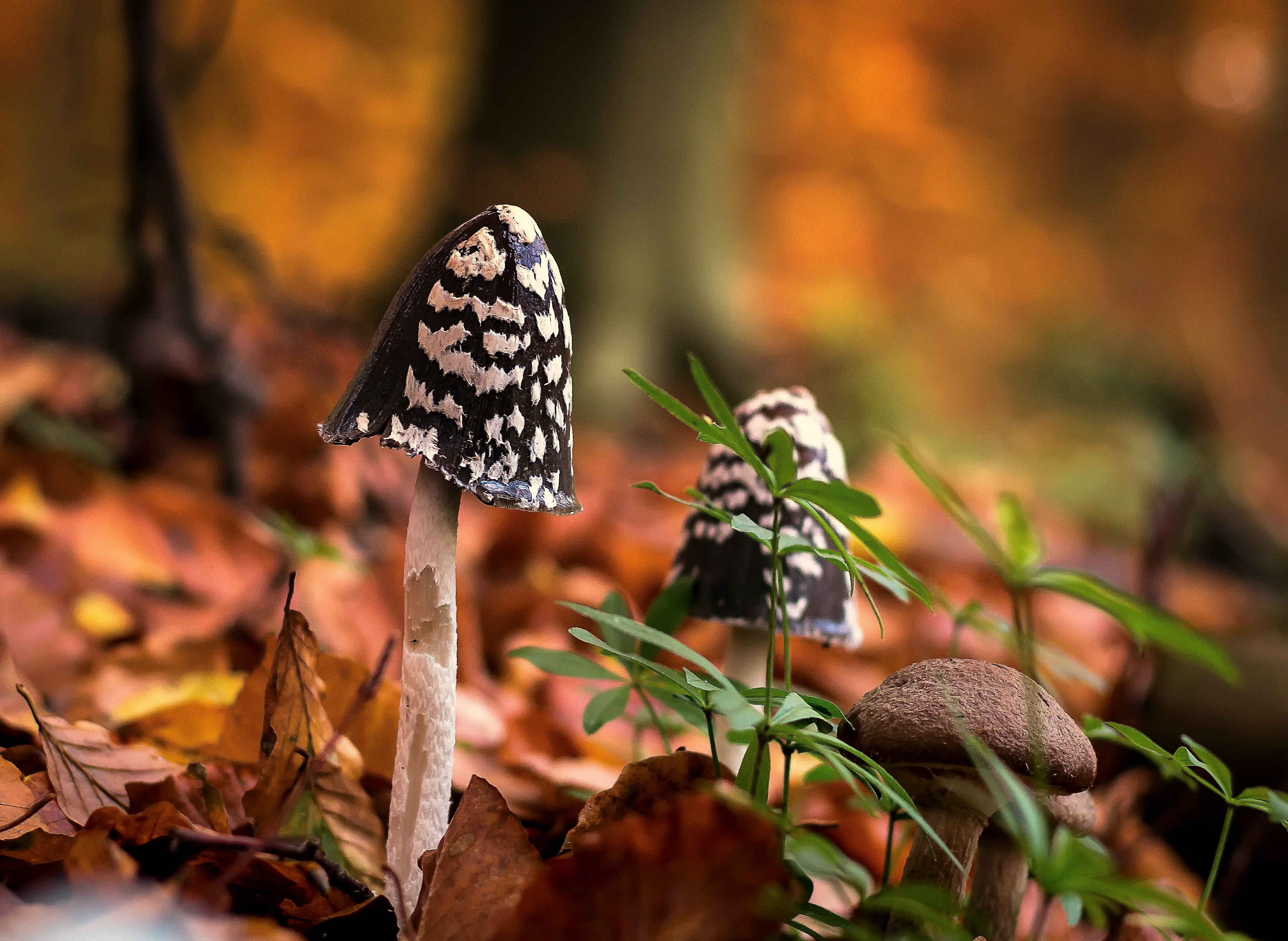 food, no people, day, three, poisonous, focus on foreground, photography, vegetable, close, plant, moss, autumn, leaf, close-up, butterfly - insect, growth, HD Wallpaper