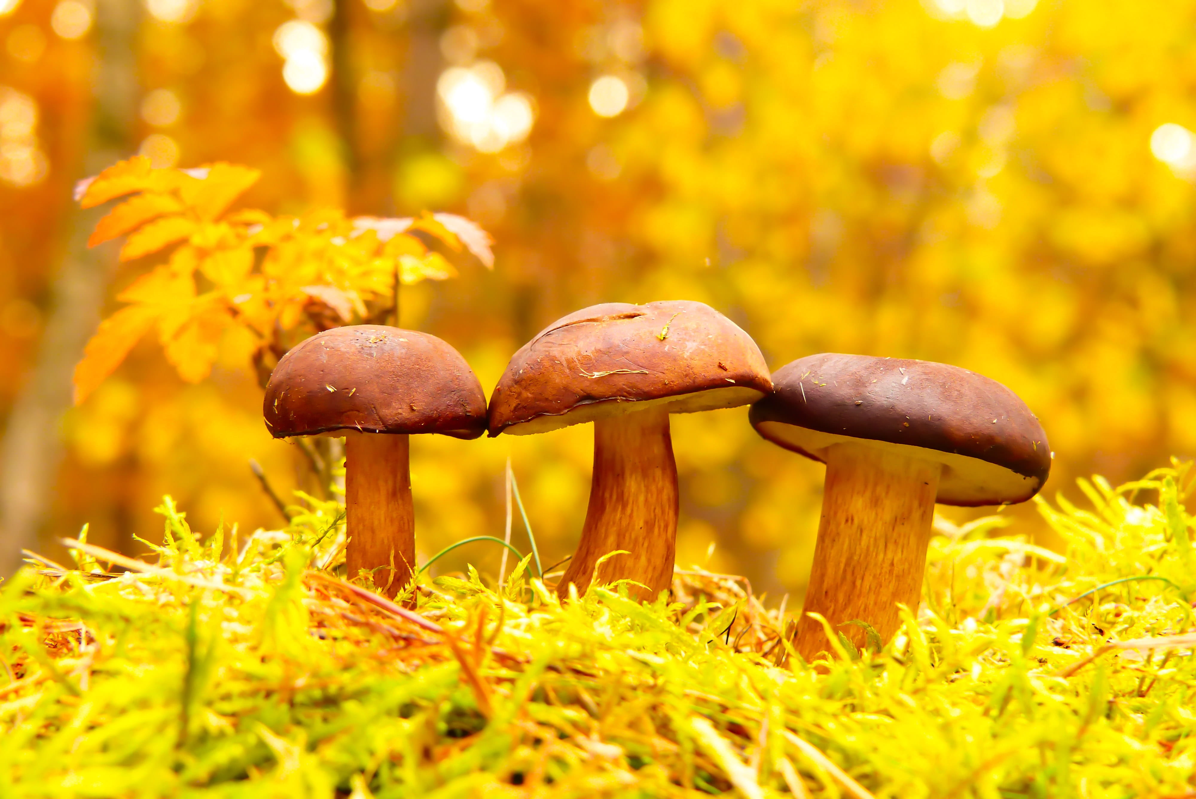 selective focus, face, fungi, fall, outdoors, plant, toadstool, agaric, food, growth, day, leaves, green color, wildlife, mushrooms, beauty in nature, no people, HD Wallpaper