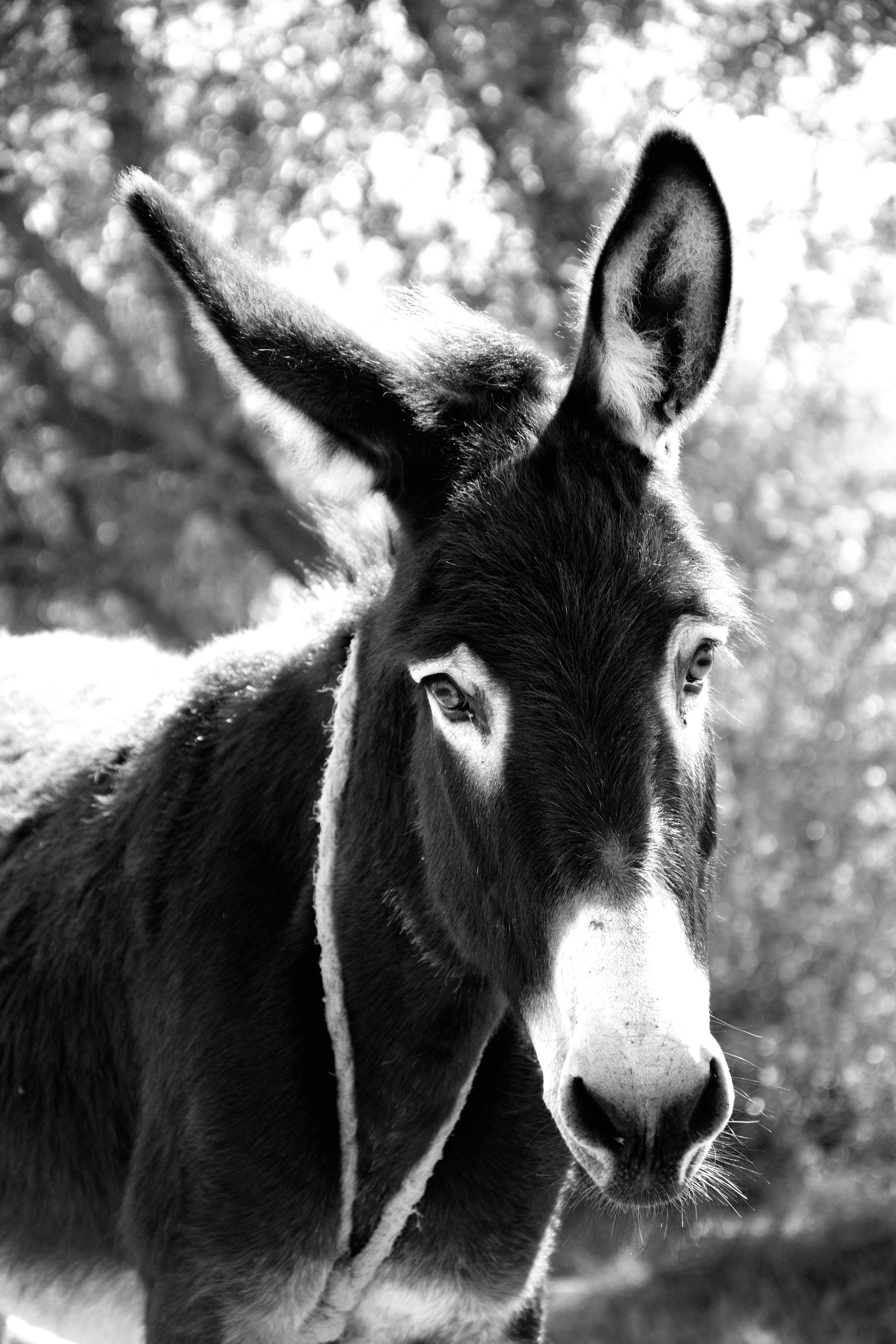field, nature, livestock, domestic animals, animal rescue, vertebrate, domestic, outdoors, animal association, herbivorous, focus on foreground, animal eye, Phone HD Wallpaper