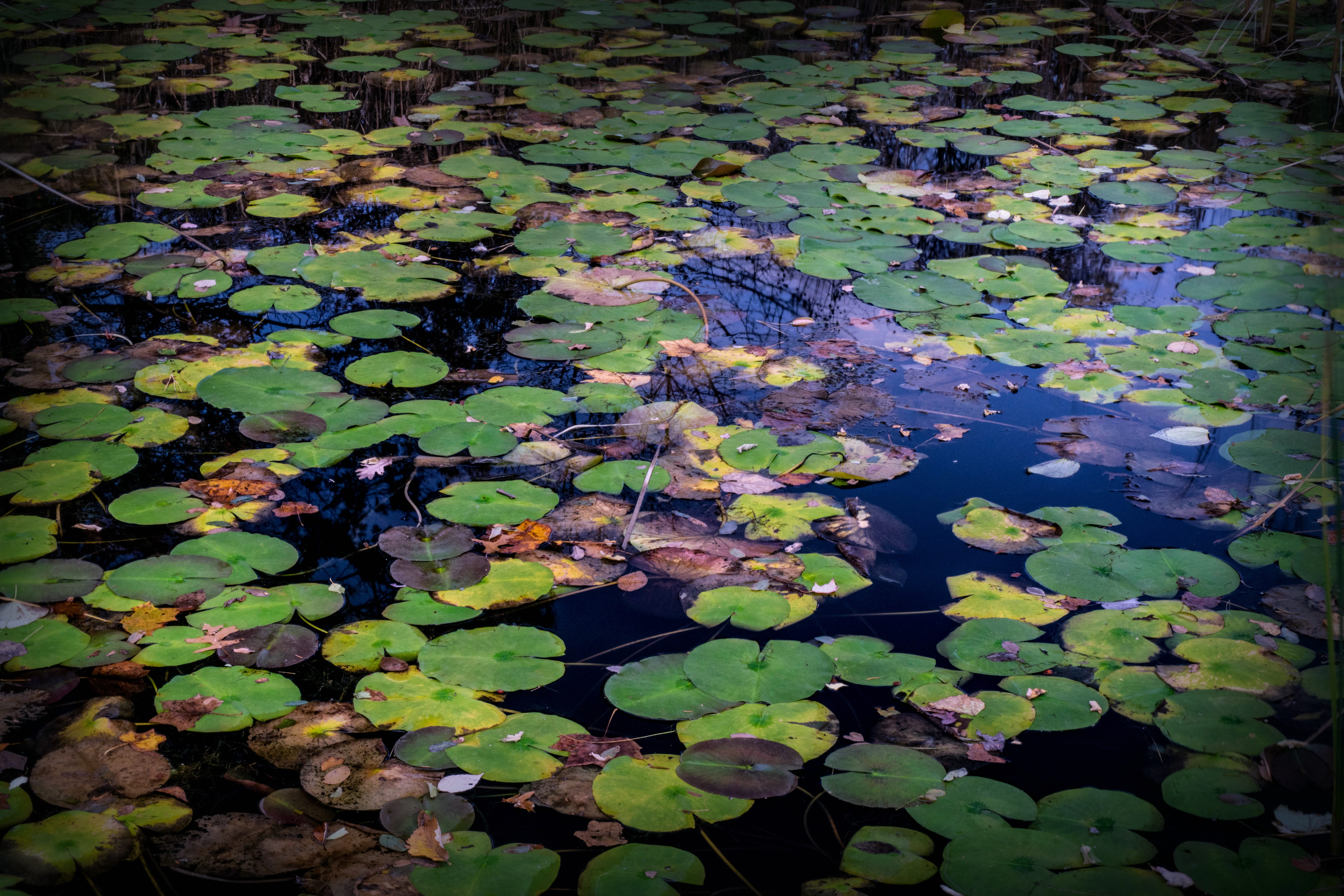 leaf, maple leaf, water lily, water, flower, lili pad, plant, day, kempton, purple, plant part, nature, no people, floating, green color, lily pad, water lilies, HD Wallpaper