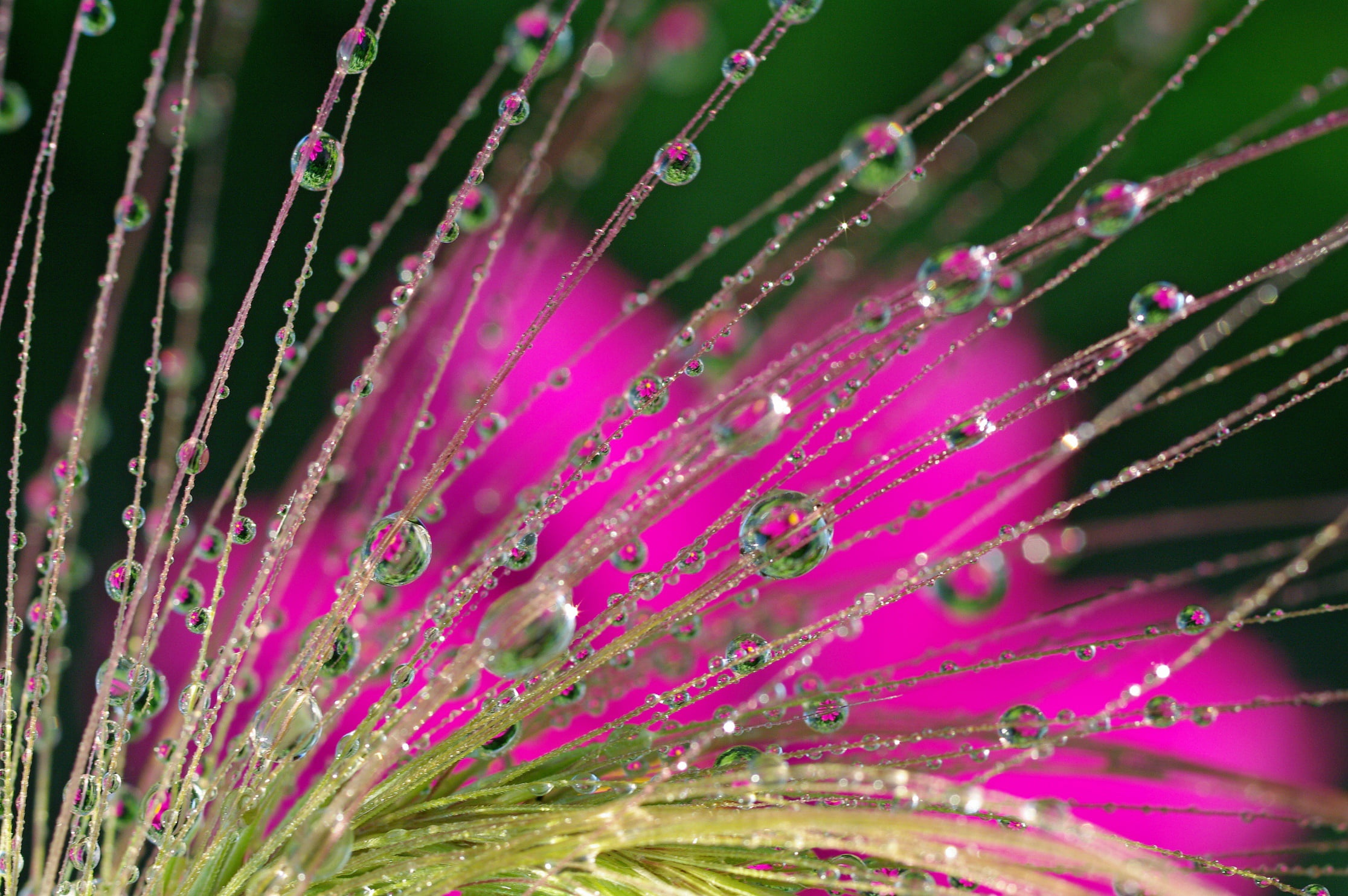 macro, fantasy, reflection, plants, drops, Association, beauty, nature, 1080P, water, HD Wallpaper