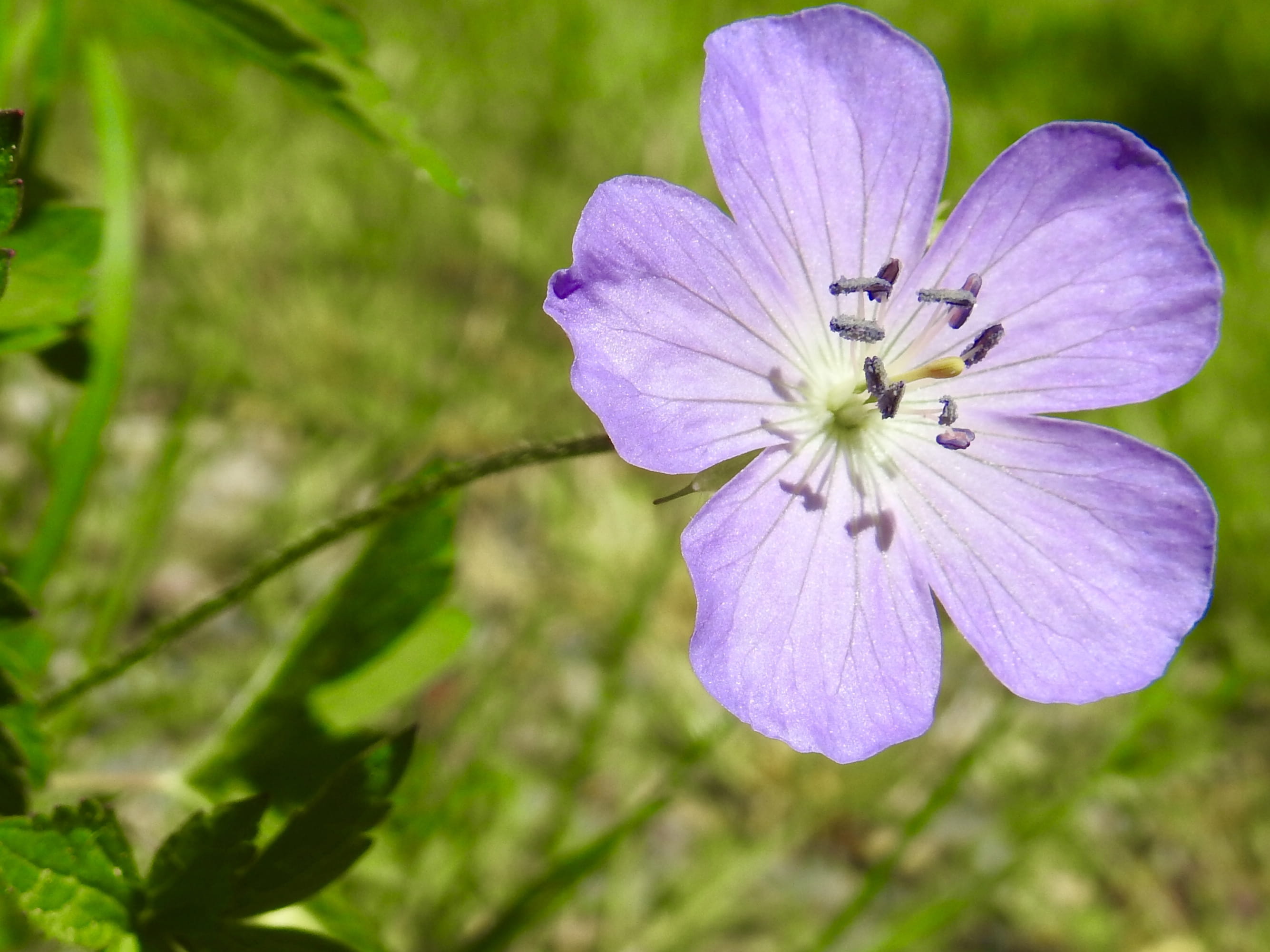 outdoors, petal, bee, flower head, anemone, flowering plant, vulnerability, springtime, invertebrate, honey bee, united states, day, beauty in nature, plant, HD Wallpaper