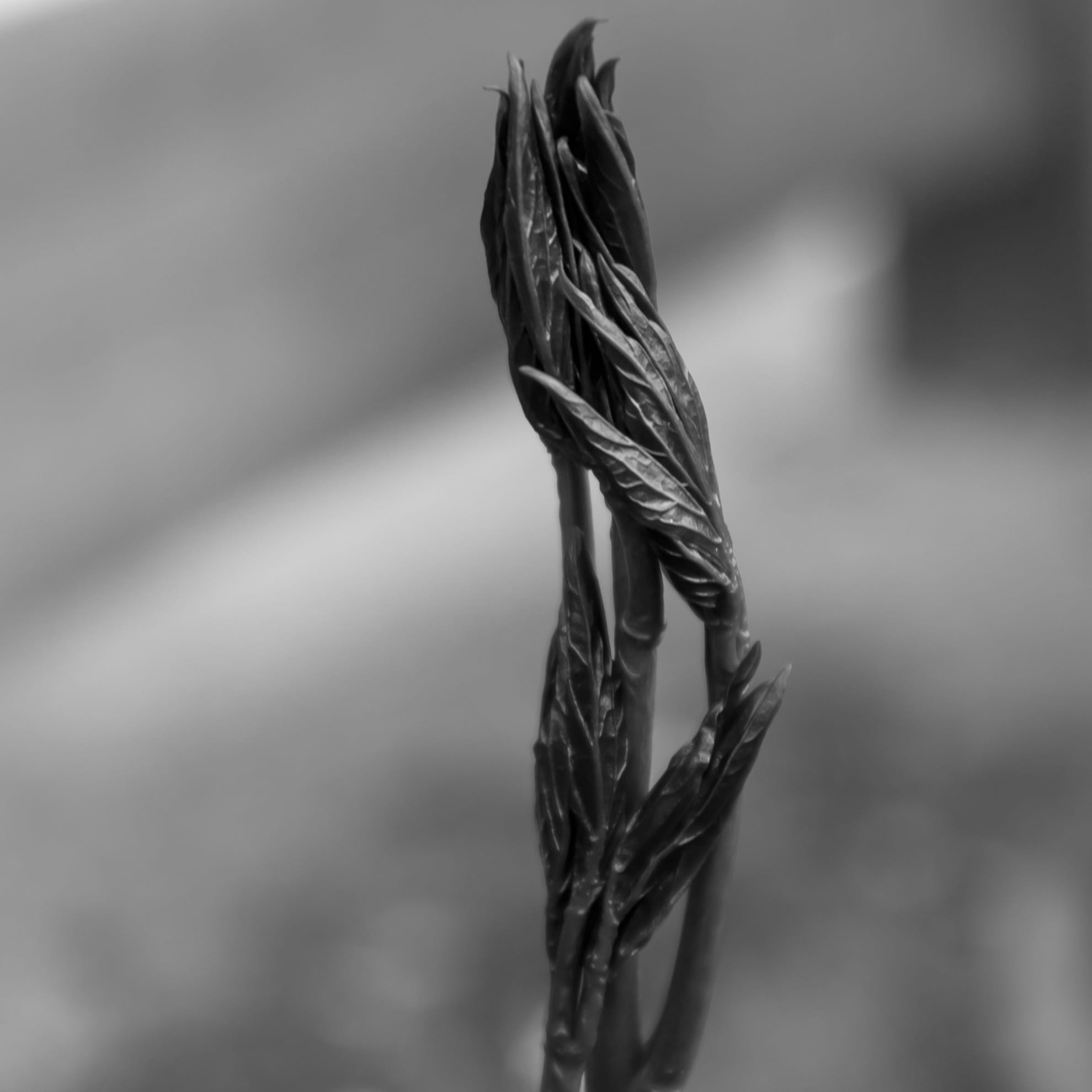 plug, hand, agriculture, plant stem, outdoors, black and white, vulnerability, beauty in nature, selective focus, engine, leaves, leaf, of course, growth, Phone HD Wallpaper