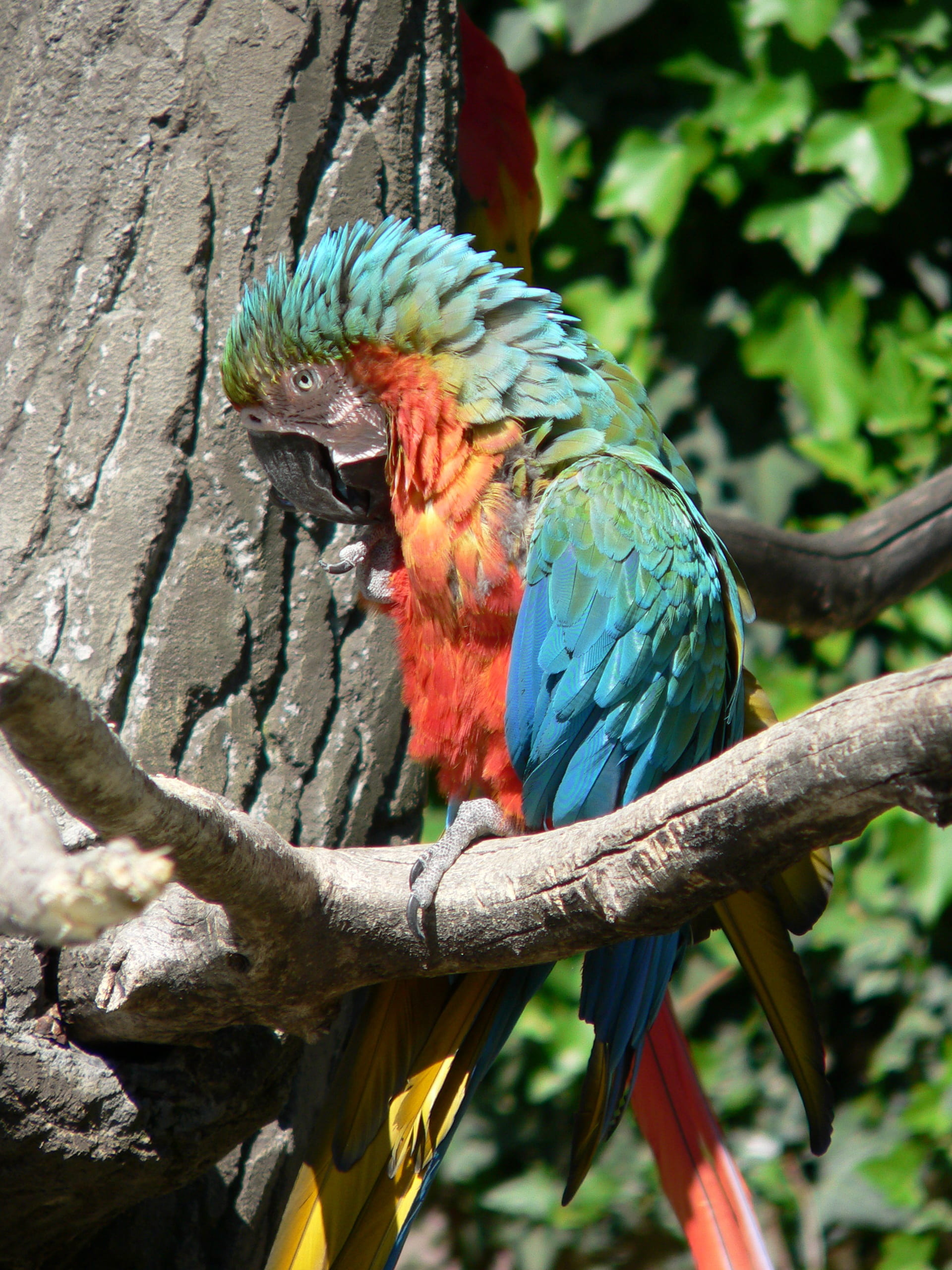 2K, animal themes, volatile, bird, animals in the wild, plant, colors, color, parrot, fauna, branch, focus on foreground, colorful feathers, tree, eye, Phone HD Wallpaper