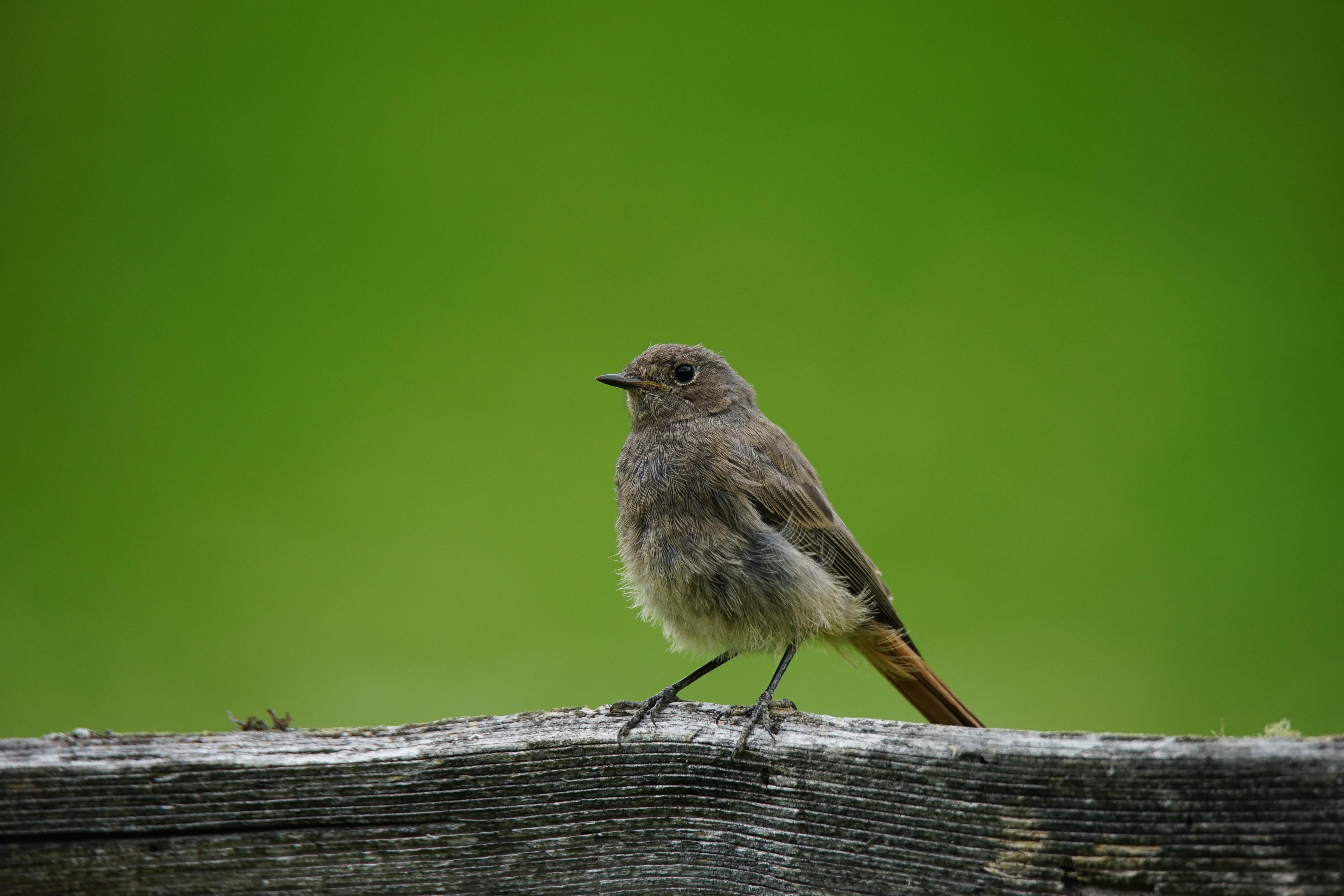 beauty in nature, summer, perching, italy, green color, animal themes, side view, beak, wild, feathers, animal world, animal, no people, laying, mountain, HD Wallpaper