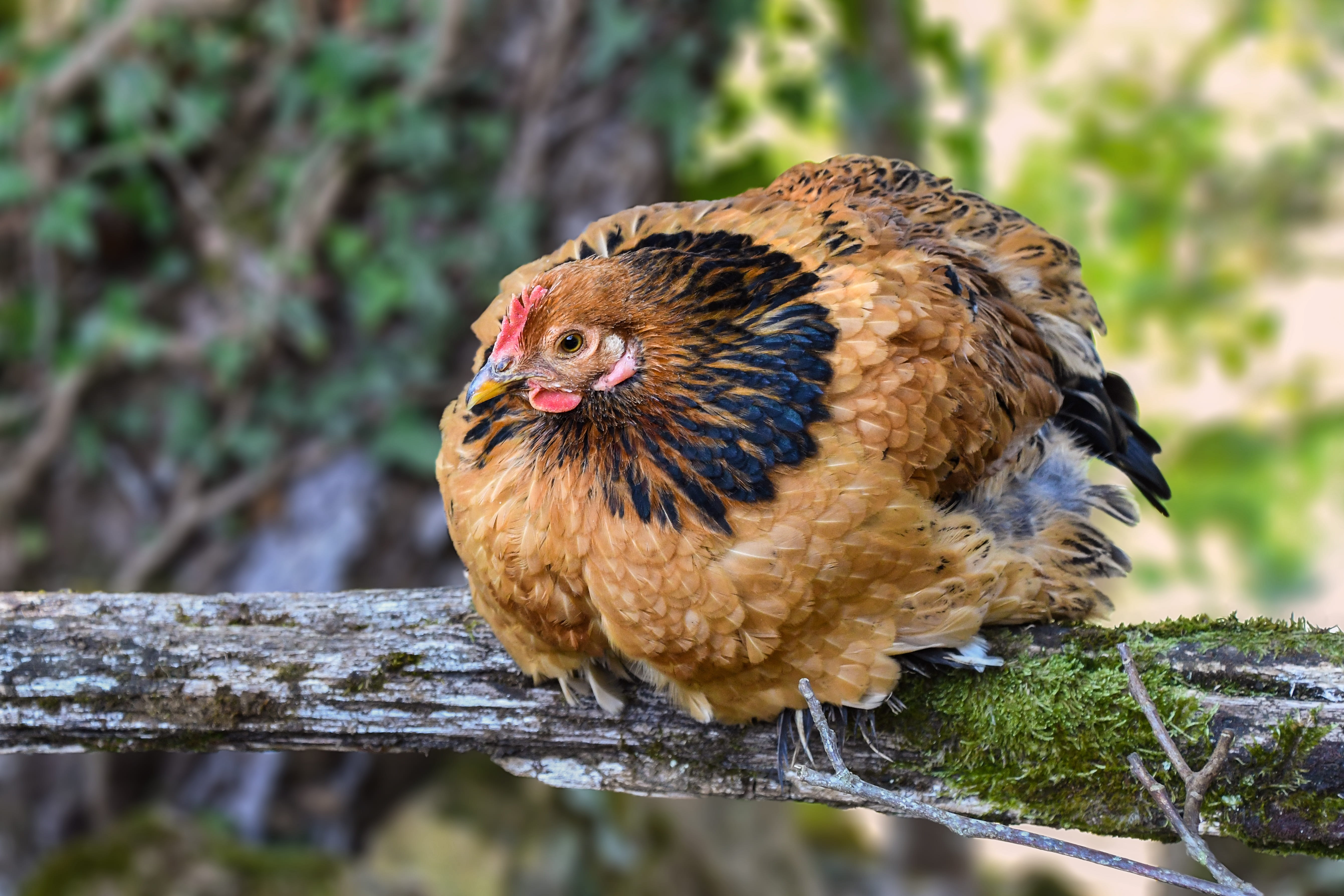 chicken, animal, pets, volatile, rousse, perching, animal themes, animal wildlife, nature, tree, close-up, day, bird, 5K, animals in the wild, low court, HD Wallpaper