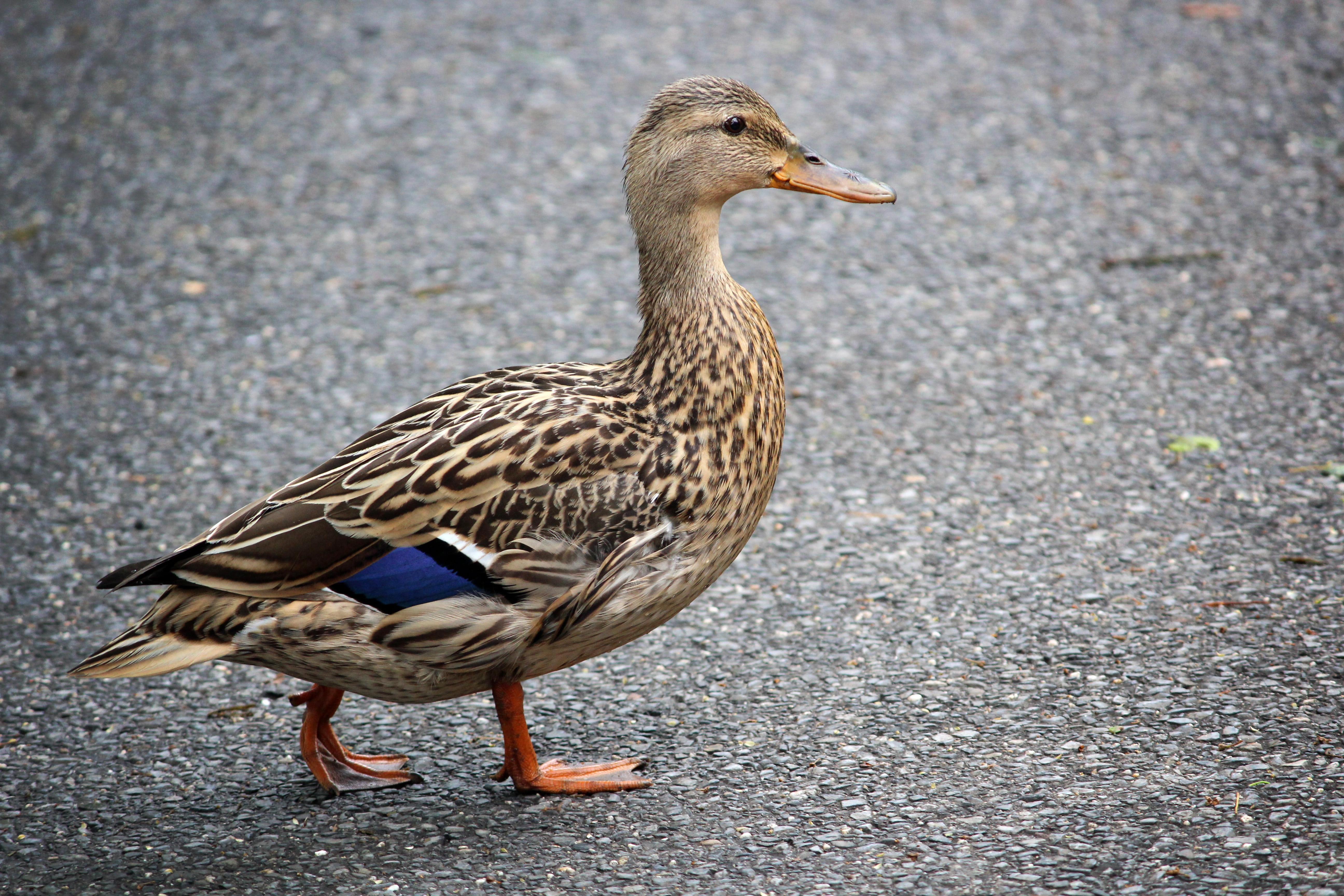 animal themes, volatile, female animal, nature, beak, road, mallard Duck, animal wildlife, day, 5K, no people, outdoors, animals, side view, duck, vertebrate, HD Wallpaper