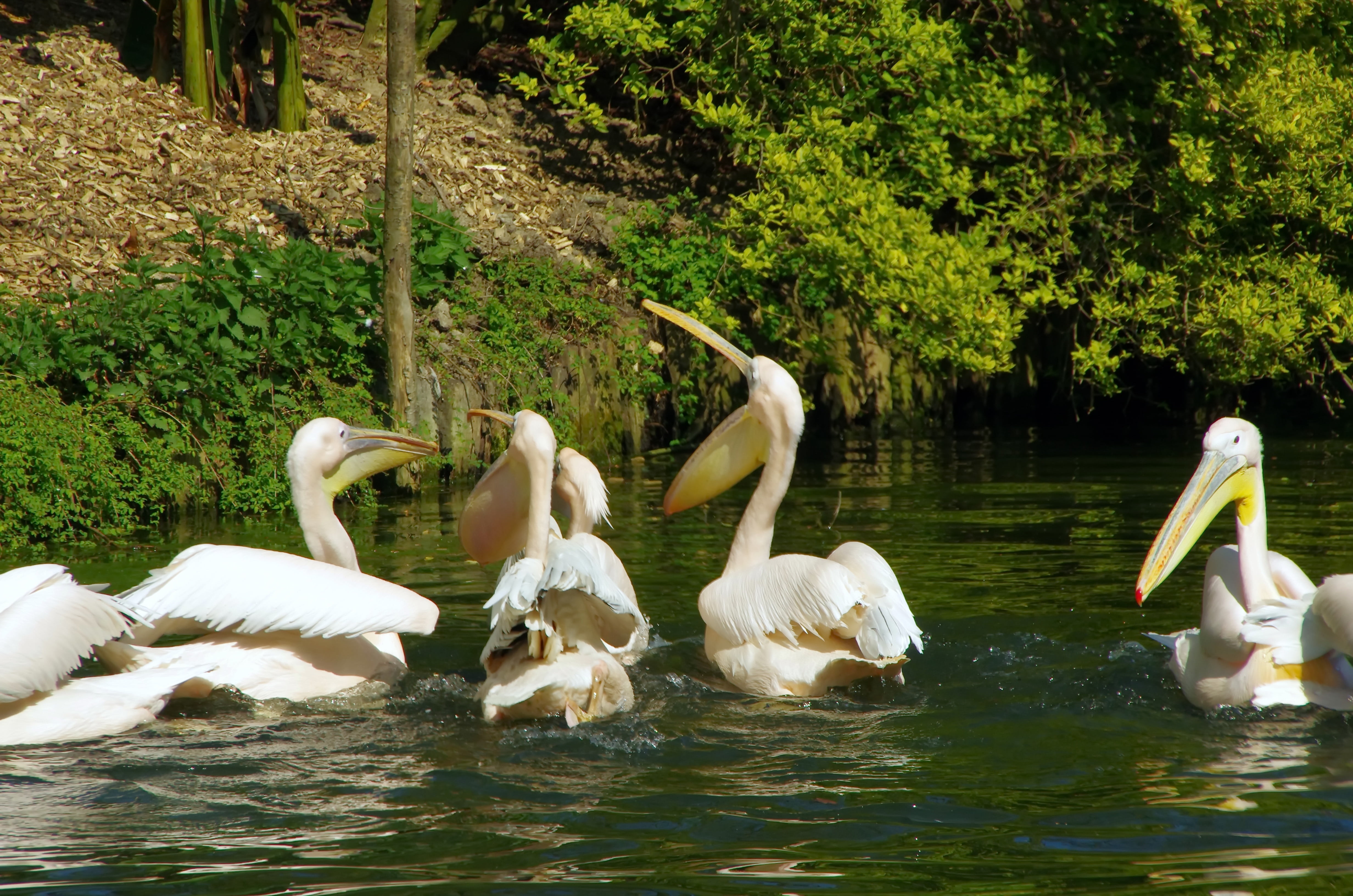 plant, day, fauna, cygnet, wings, animal family, swan, animals in the wild, group of animals, water bird, beak, lake, water, white bird, volatile, tree, HD Wallpaper